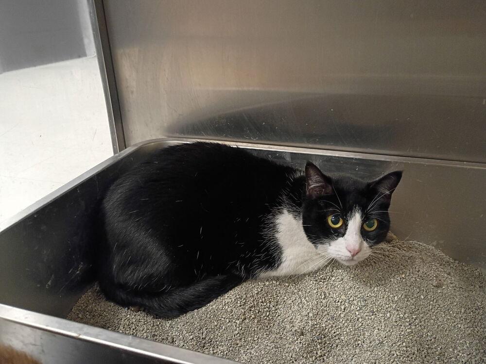 Azalea, Adoptable, Young Female Domestic Short Hair.