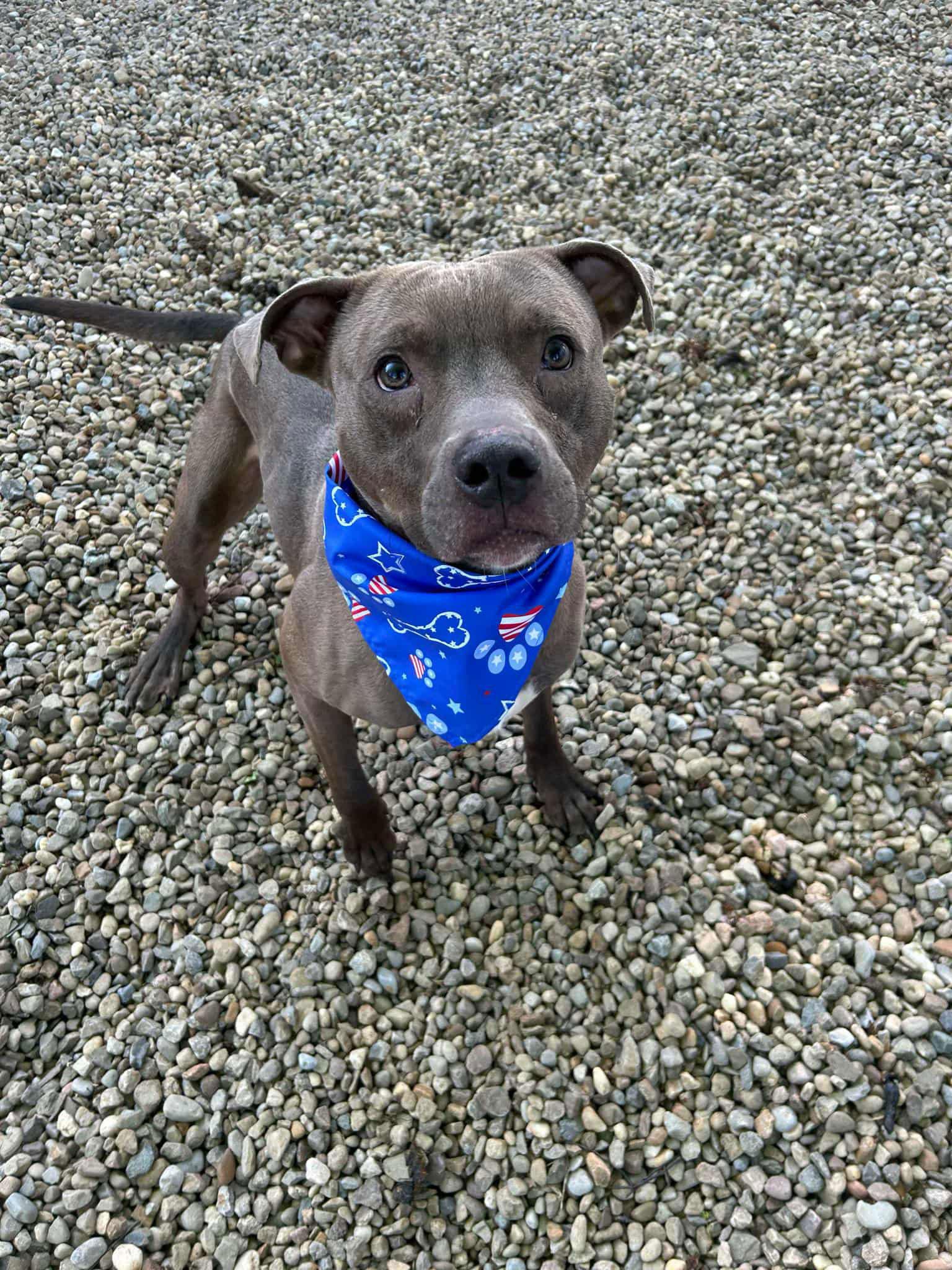 Rick ***COURTESY POST***, Adoptable, Young Male Pit Bull Terrier.