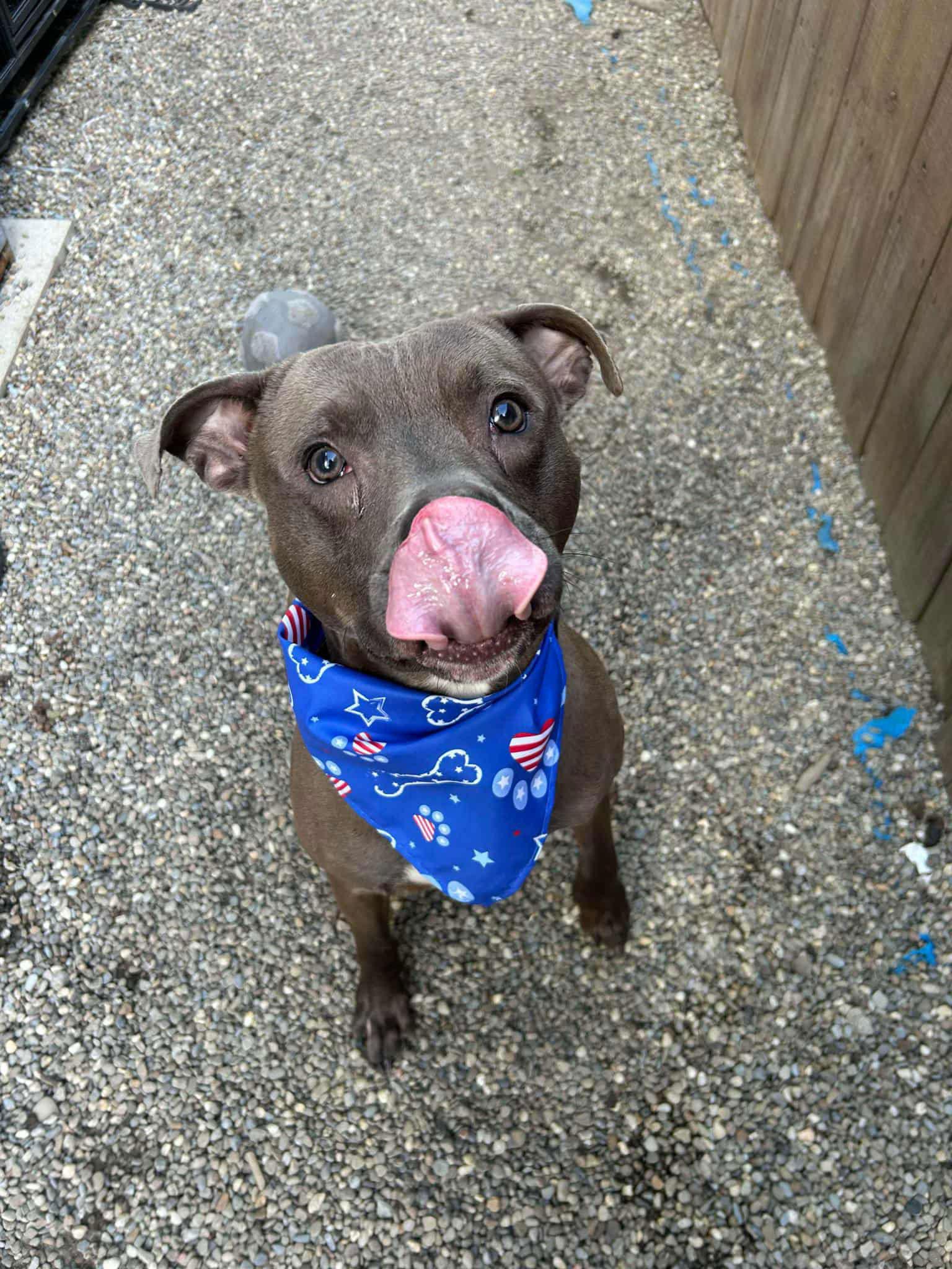 Rick ***COURTESY POST***, a Adoptable Pit Bull Terrier in Gates Mills, OH image 2/2