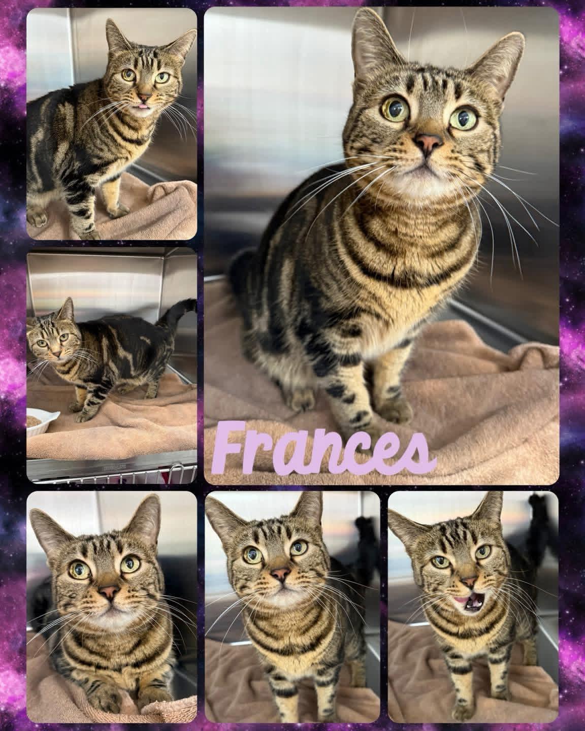 France’s , ADOPTABLE, Adult Female Domestic Short Hair.