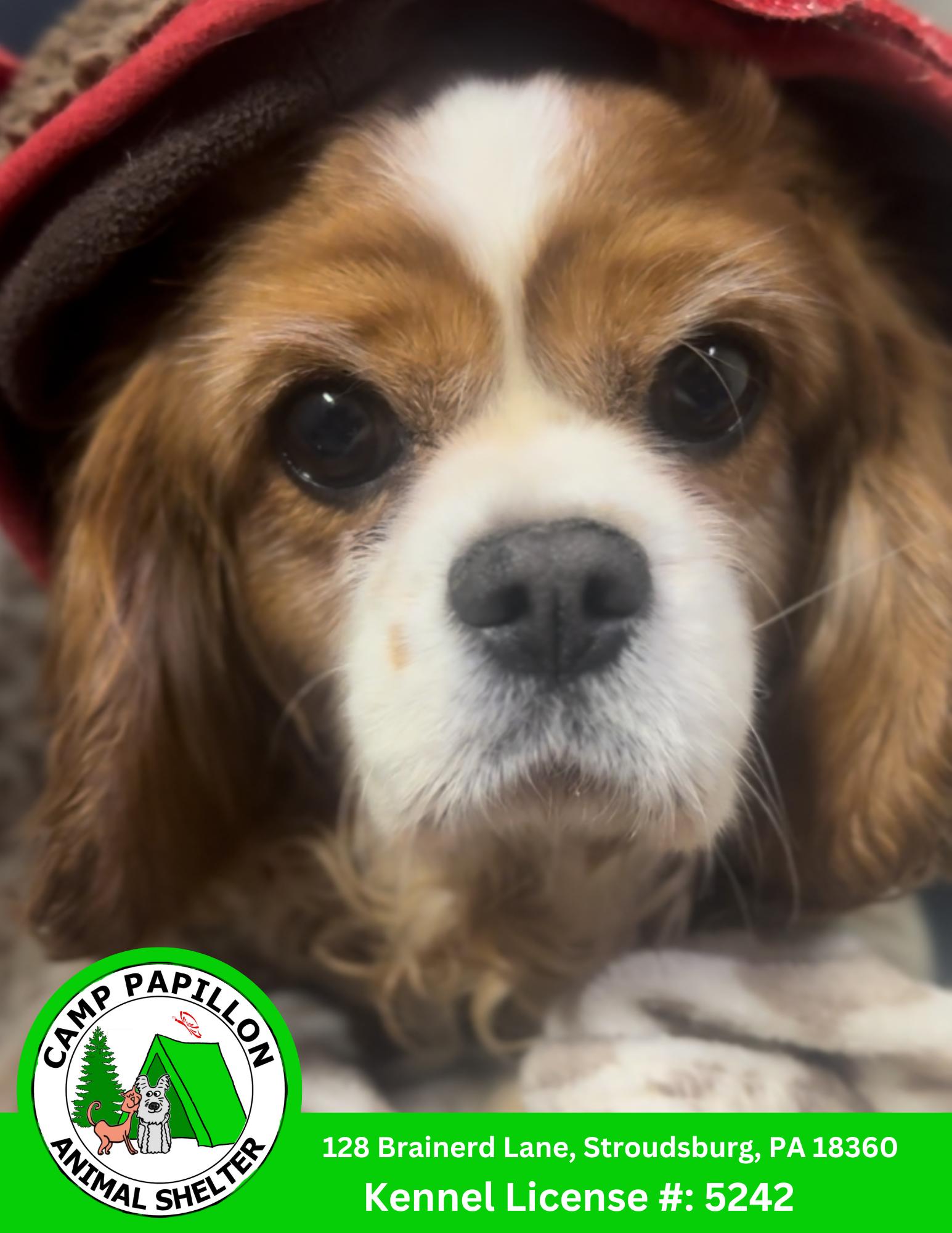 Pocahontas, Adopted, Adult Female Cavalier King Charles Spaniel.