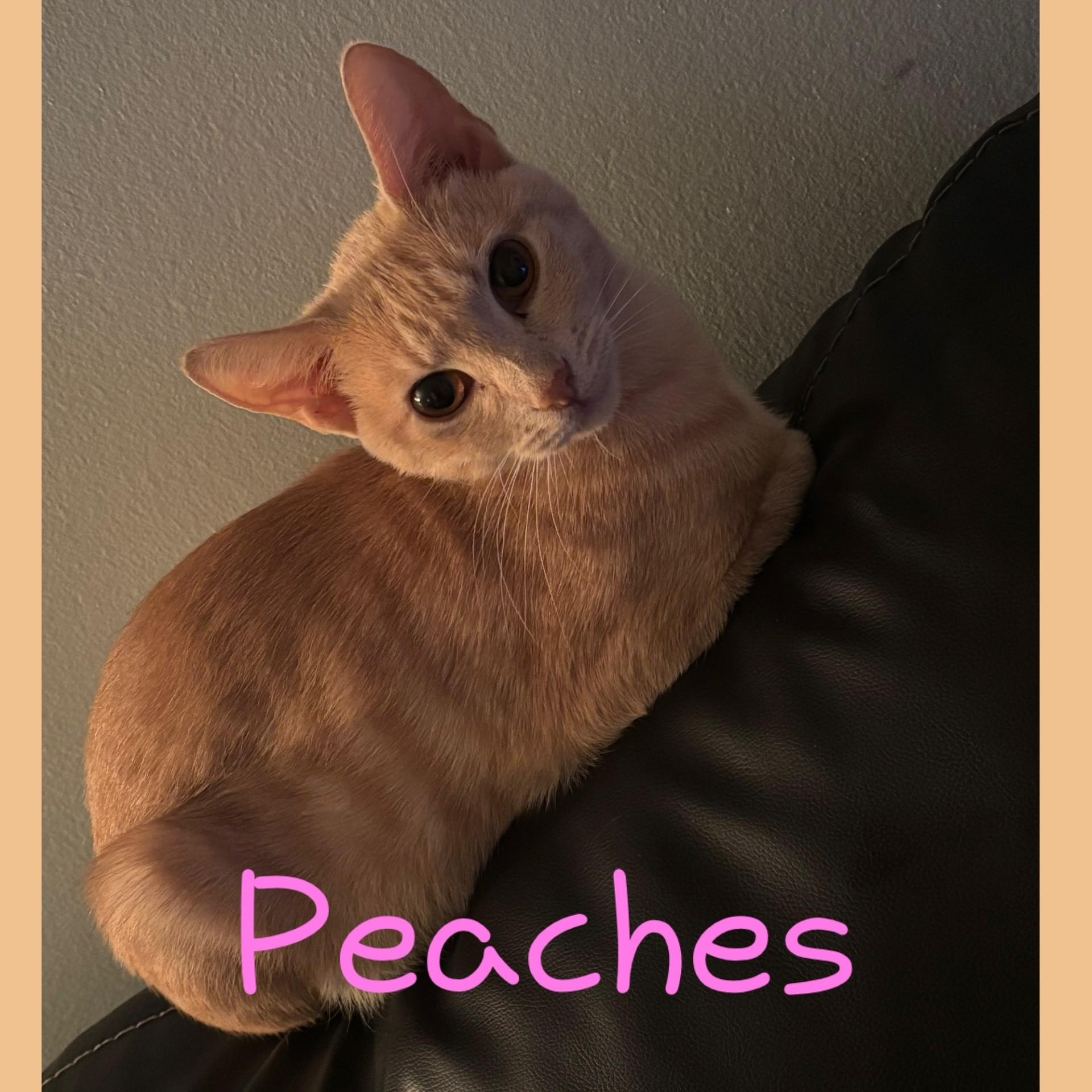 Enlarge Peaches, a Adoptable Domestic Short Hair in Pekin, IL image 1/1