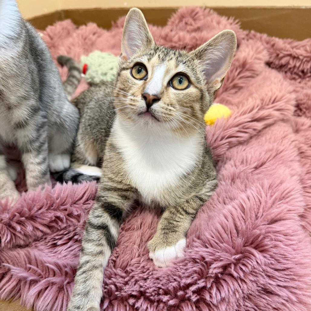Enlarge Verona, a Adoptable Domestic Short Hair in Agoura Hills, CA image 1/5