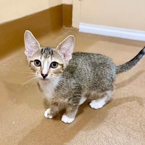 Enlarge Verona, a Adoptable Domestic Short Hair in Agoura Hills, CA image 2/5