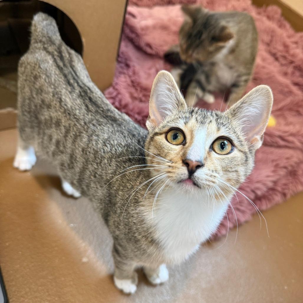 Enlarge Verona, a Adoptable Domestic Short Hair in Agoura Hills, CA image 3/5