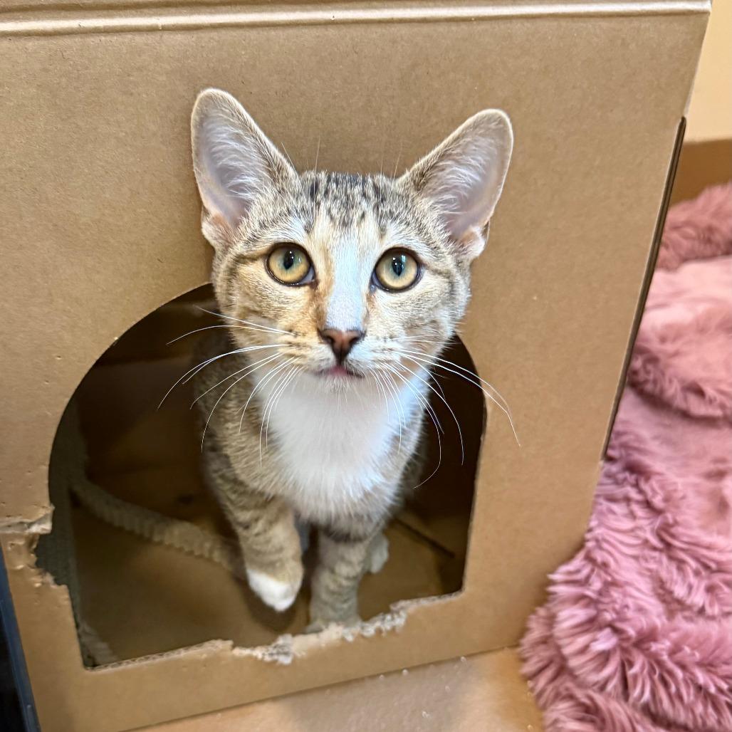 Enlarge Verona, a Adoptable Domestic Short Hair in Agoura Hills, CA image 4/5