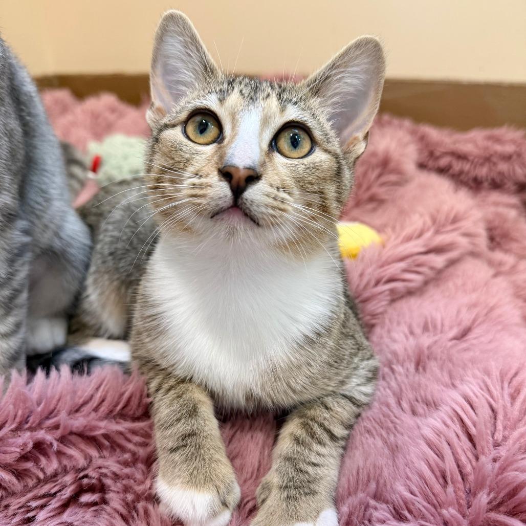 Enlarge Verona, a Adoptable Domestic Short Hair in Agoura Hills, CA image 5/5