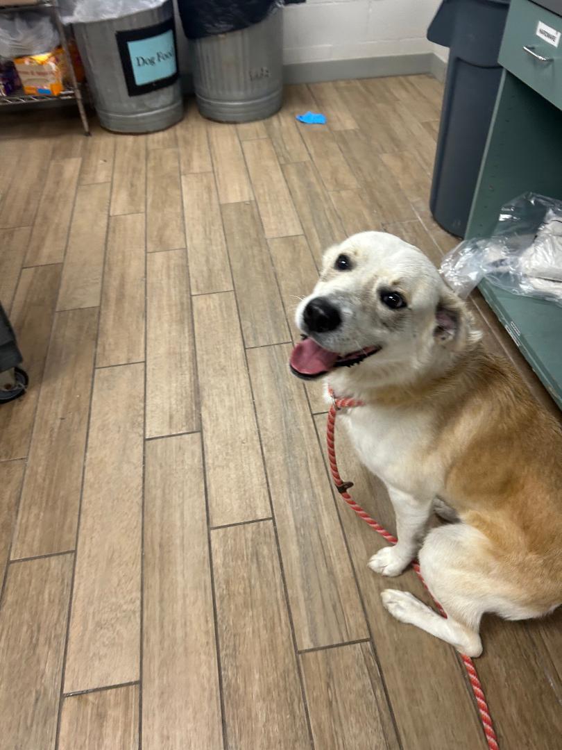 Dart, Adoptable, Young Male Shepherd.