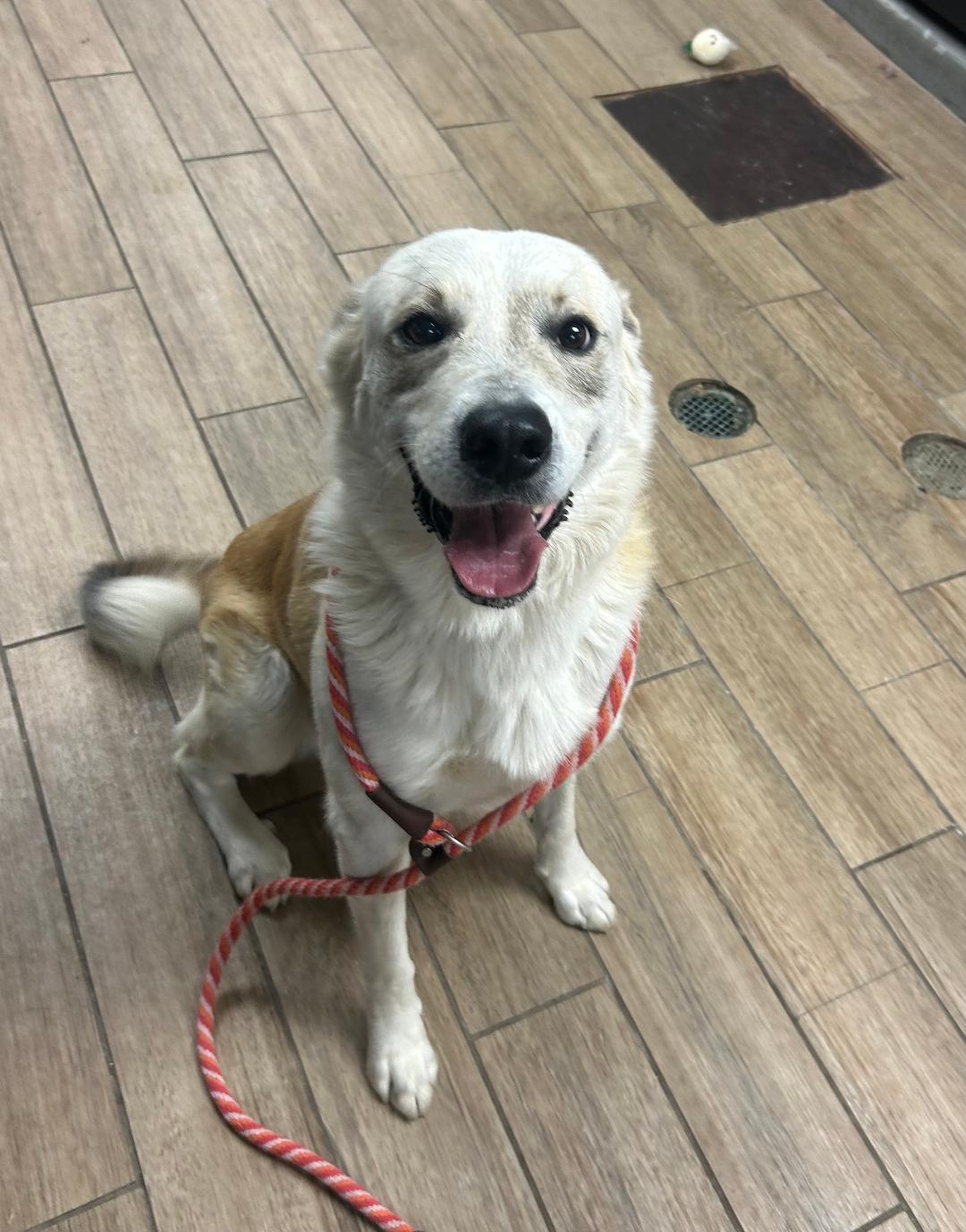 Enlarge Dart, a Adoptable Shepherd in Rowlett, TX image 2/3