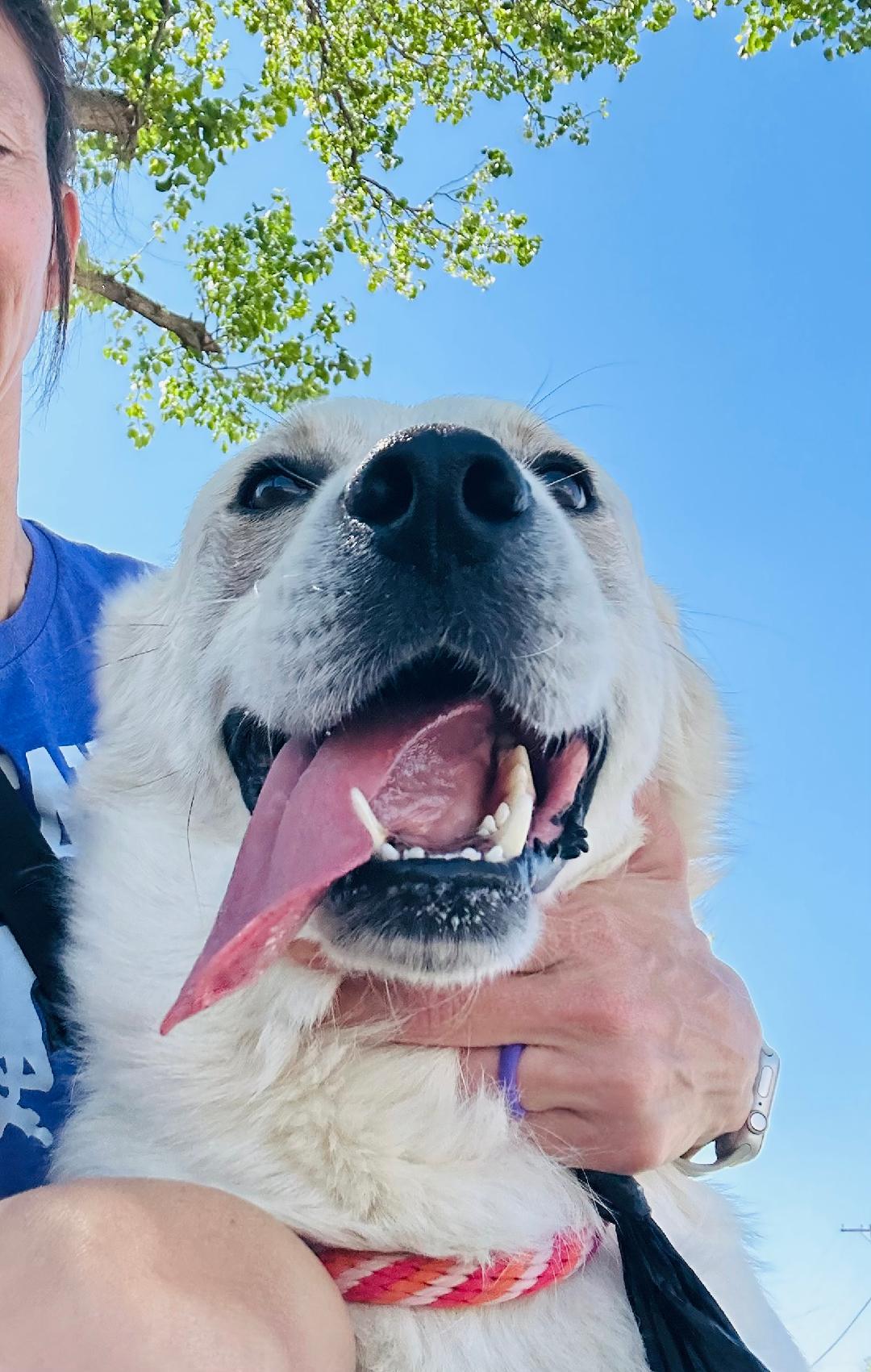 Enlarge Dart, a Adoptable Shepherd in Rowlett, TX image 3/3