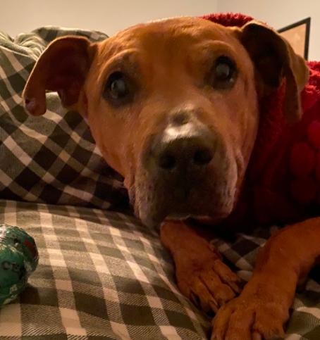 Will, ADOPTABLE, Senior Male Pit Bull Terrier & Mixed Breed.