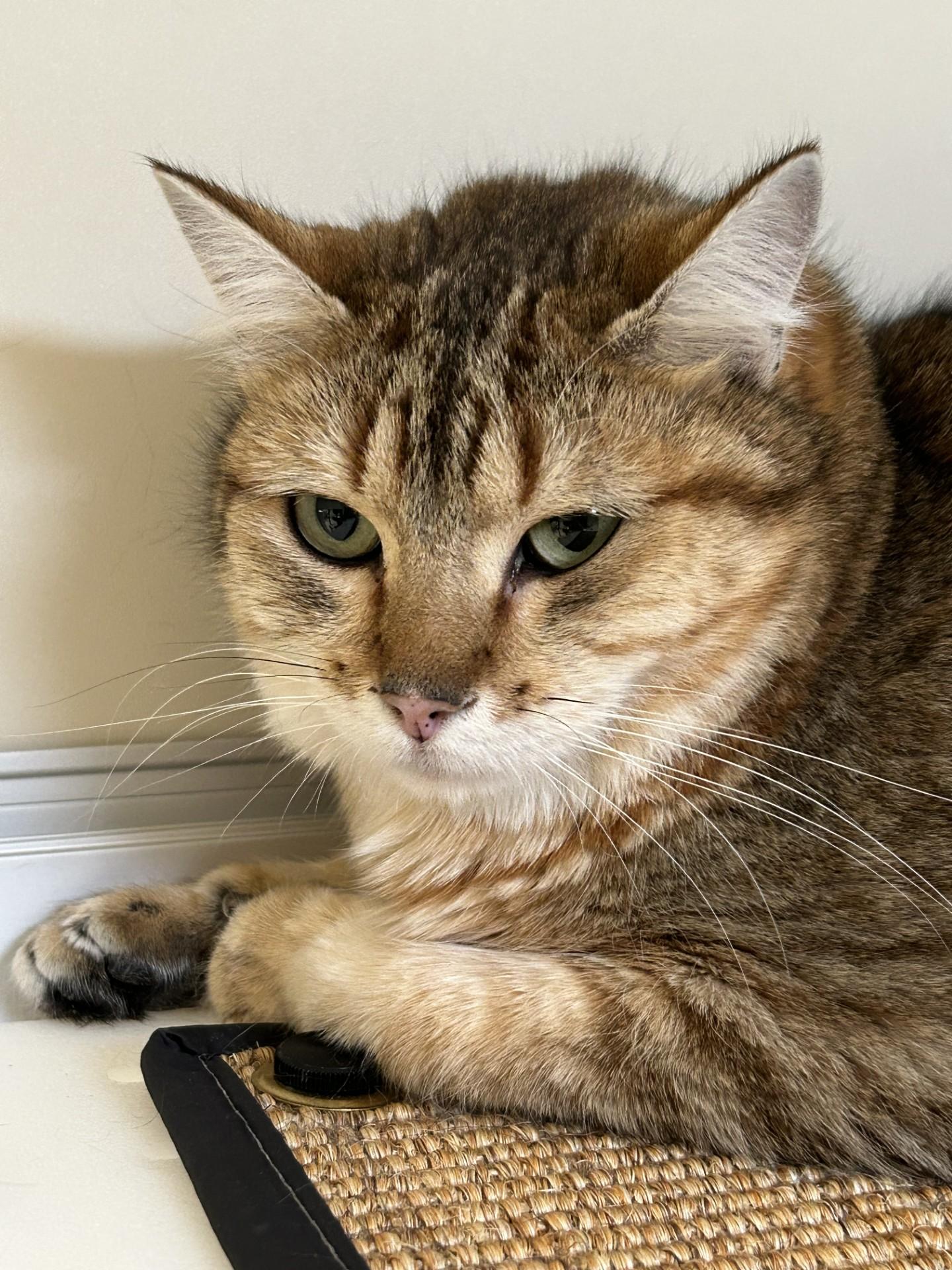 Enlarge Charlie, an adoptable Domestic Short Hair in Hamilton, MT image 2/3