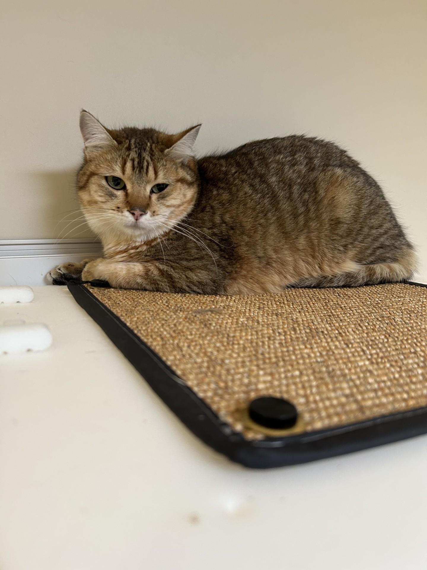 Enlarge Charlie, an adoptable Domestic Short Hair in Hamilton, MT image 1/3