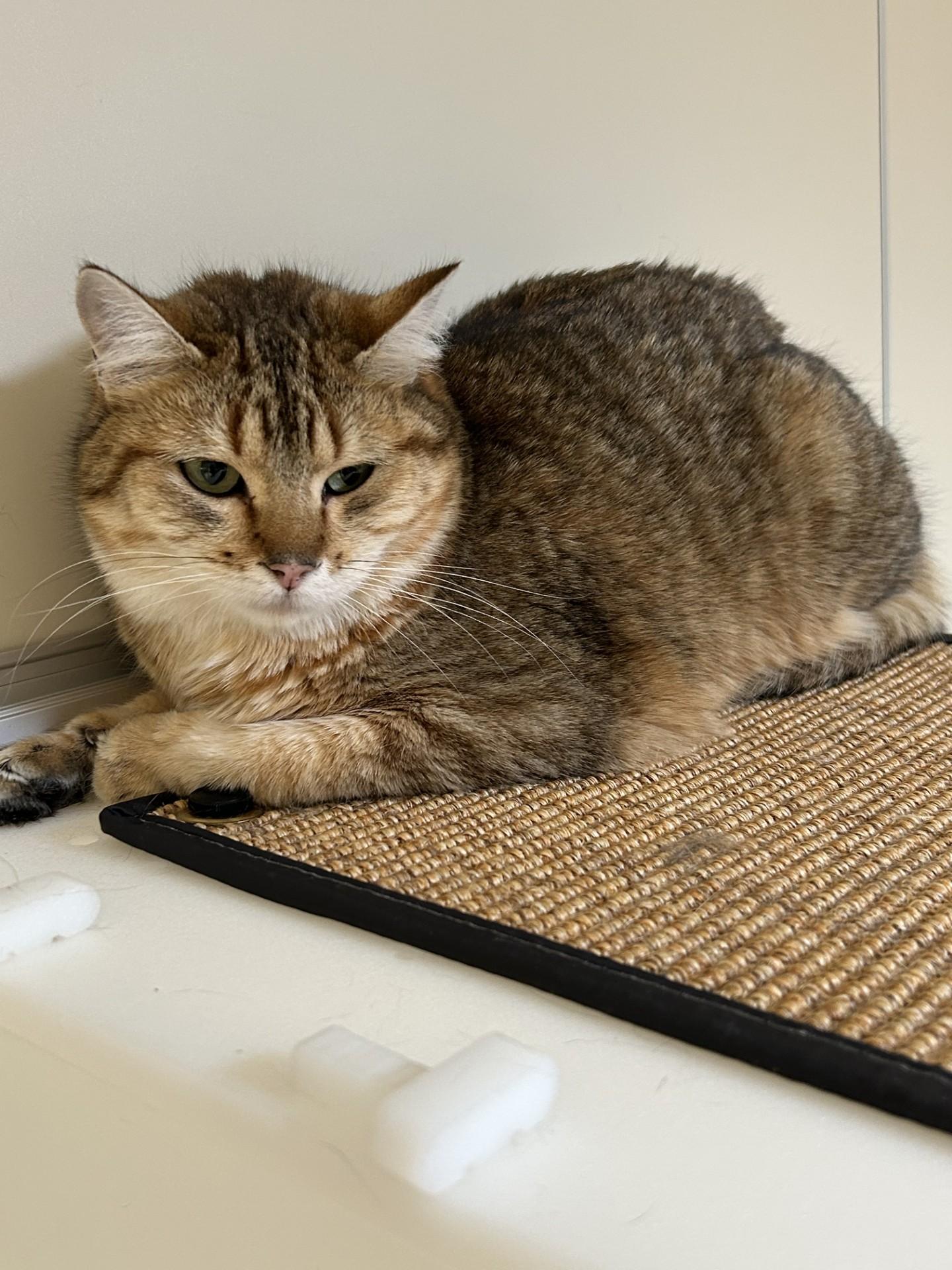 Enlarge Charlie, an adoptable Domestic Short Hair in Hamilton, MT image 3/3