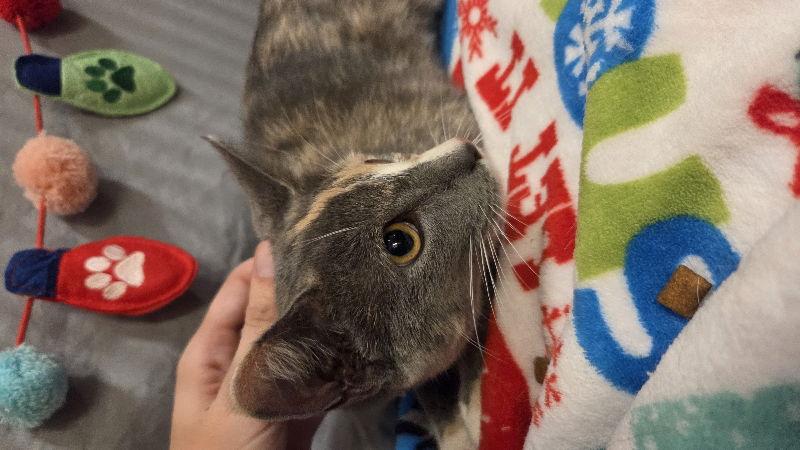 Apple, Adoptable, Young Female Domestic Short Hair.