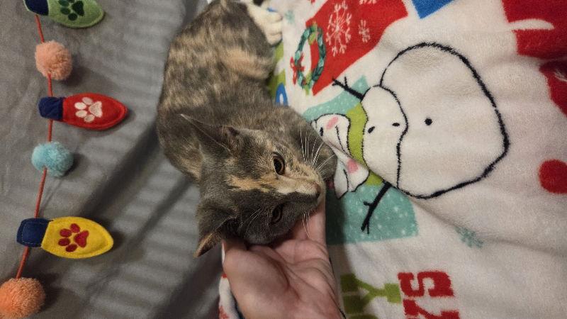 Enlarge Apple, a Adoptable Domestic Short Hair in Delran, NJ image 2/2