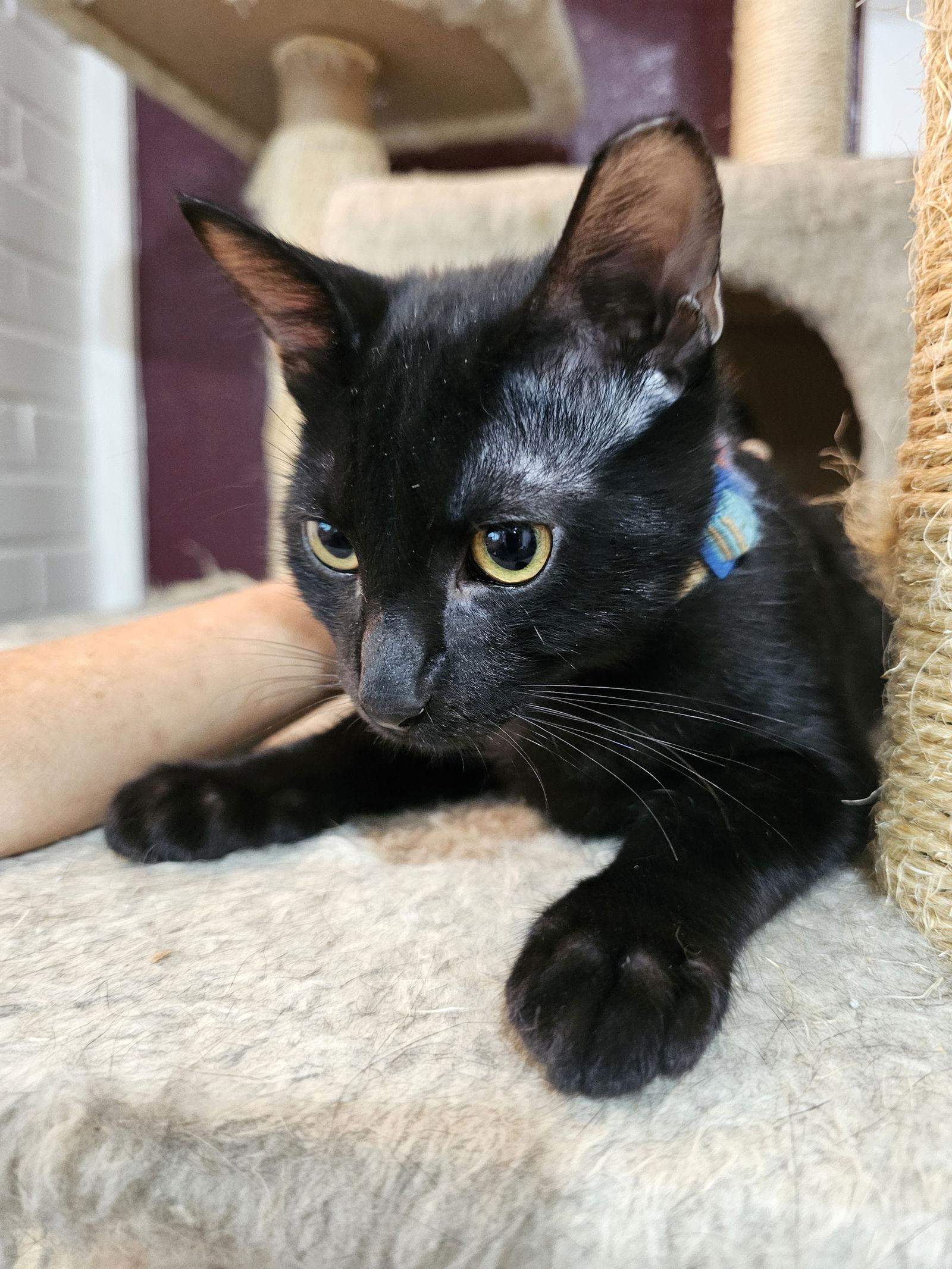 Enlarge Sunshine, a Adoptable Domestic Short Hair in Frisco, TX image 1/1