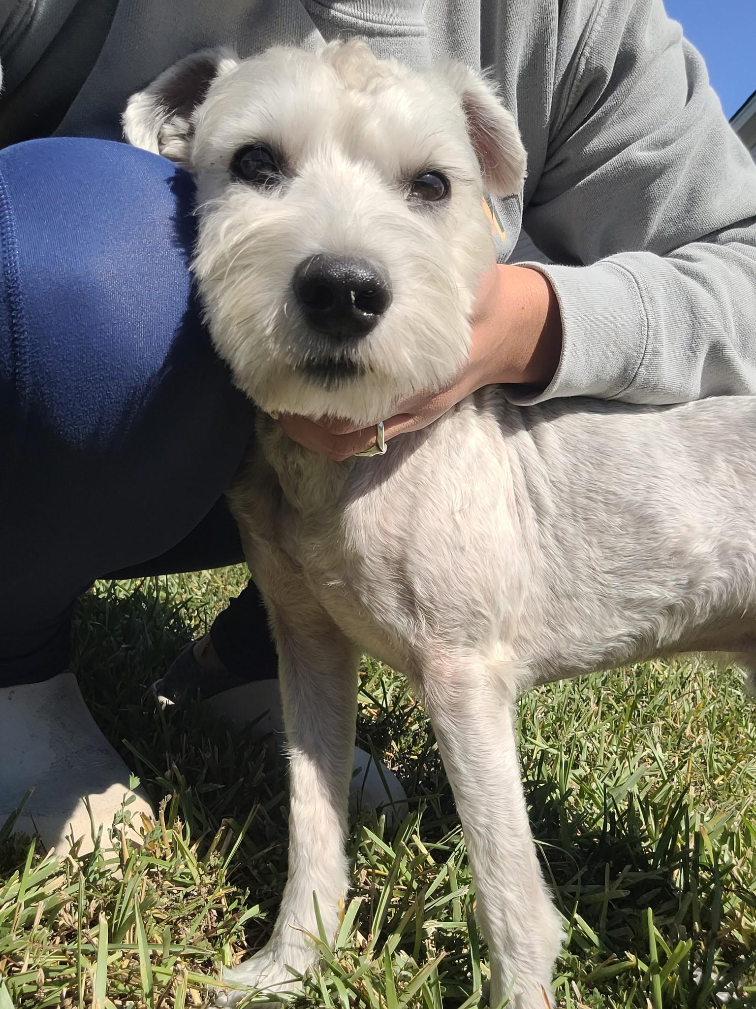 Enlarge Kirby, a Adoptable mixed breed in Syracuse, NY image 5/6