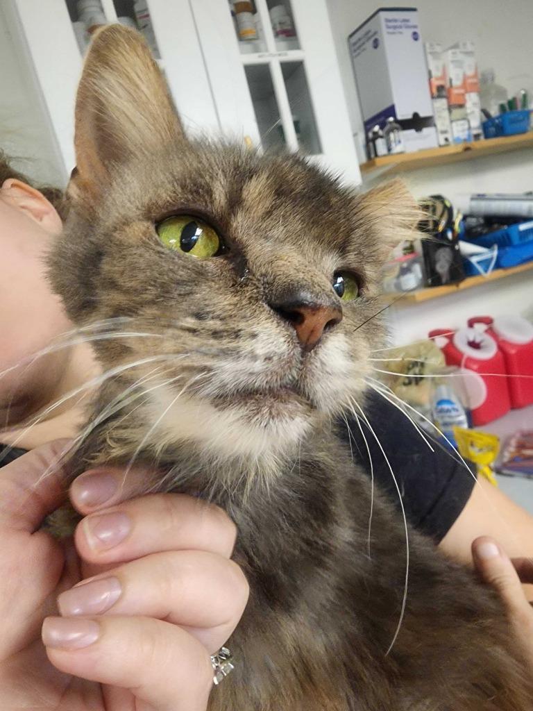 Gigi, Adoptable, Senior Female Domestic Medium Hair.