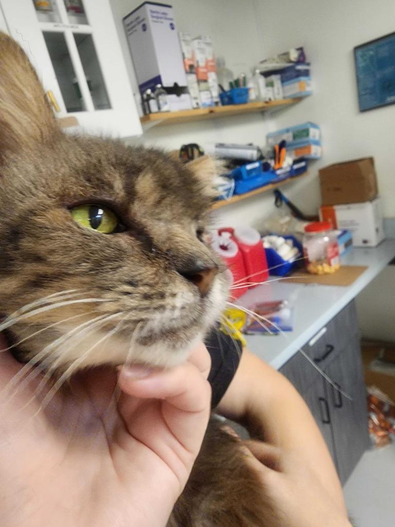 Gigi, Adoptable, Senior Female Domestic Medium Hair.