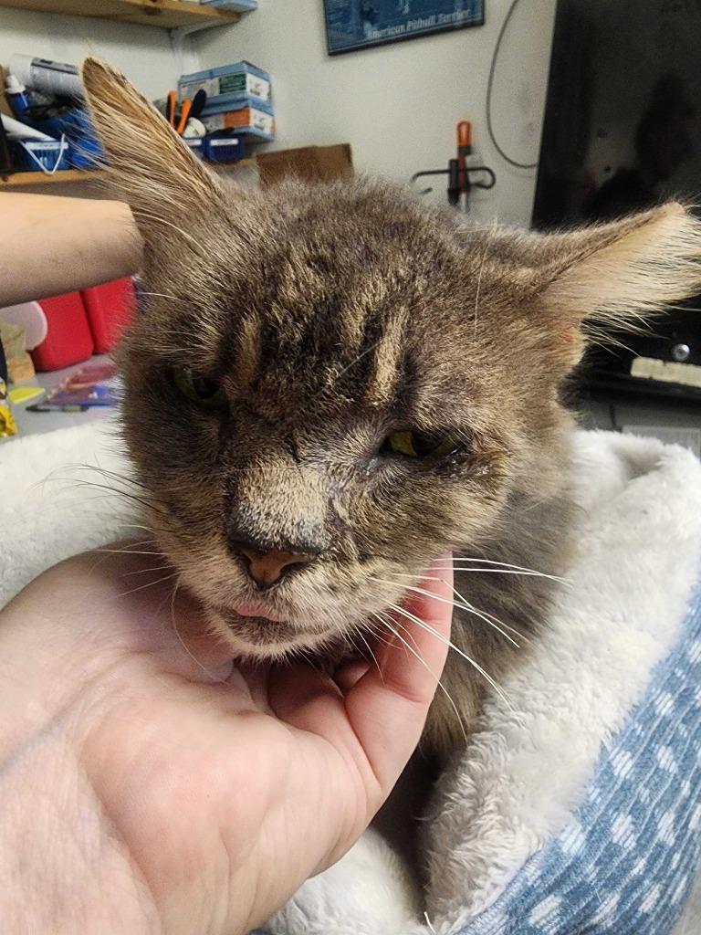 Enlarge Gigi, a Adoptable mixed breed in New Kensington, PA image 3/6