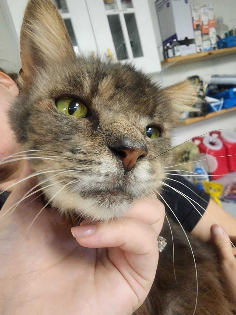 Gigi, a Adoptable mixed breed in New Kensington, PA image 5/6