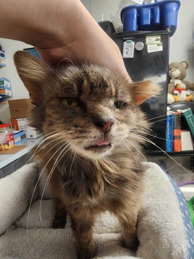 Enlarge Gigi, a Adoptable mixed breed in New Kensington, PA image 5/6