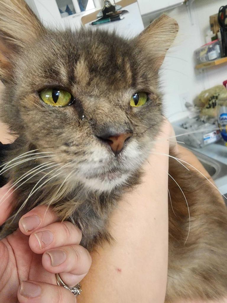 Enlarge Gigi, a Adoptable mixed breed in New Kensington, PA image 6/6