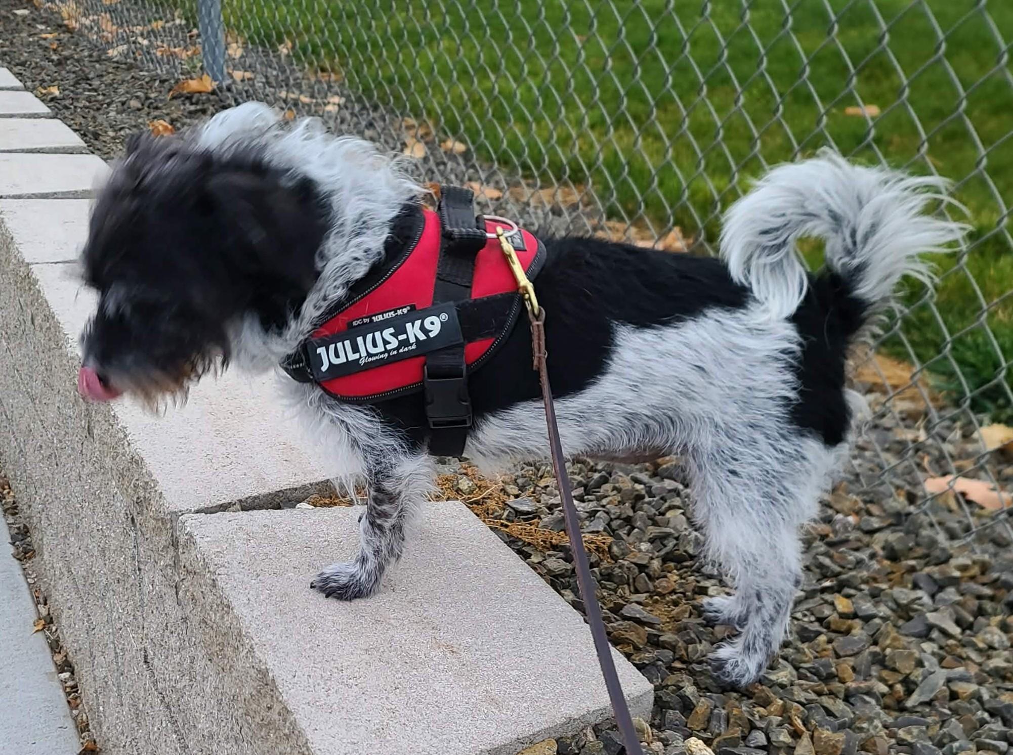 Dot Dot, Adoptable, Adult Female Shih Tzu & Terrier.