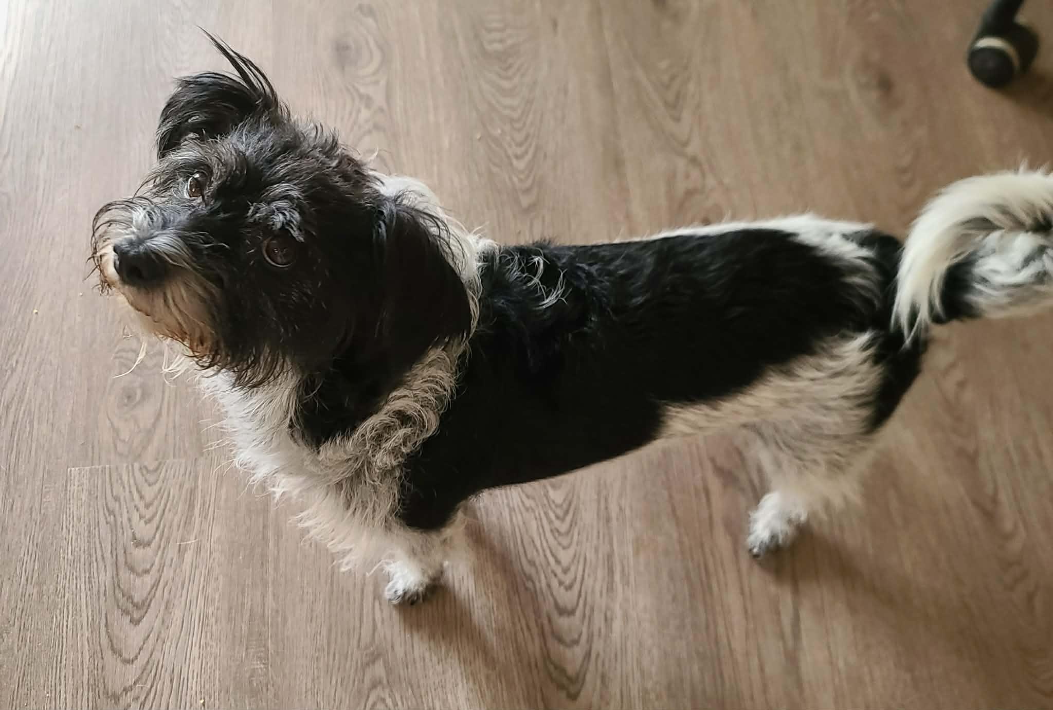 Dot Dot, a Adoptable mixed breed in Boise, ID image 2/6