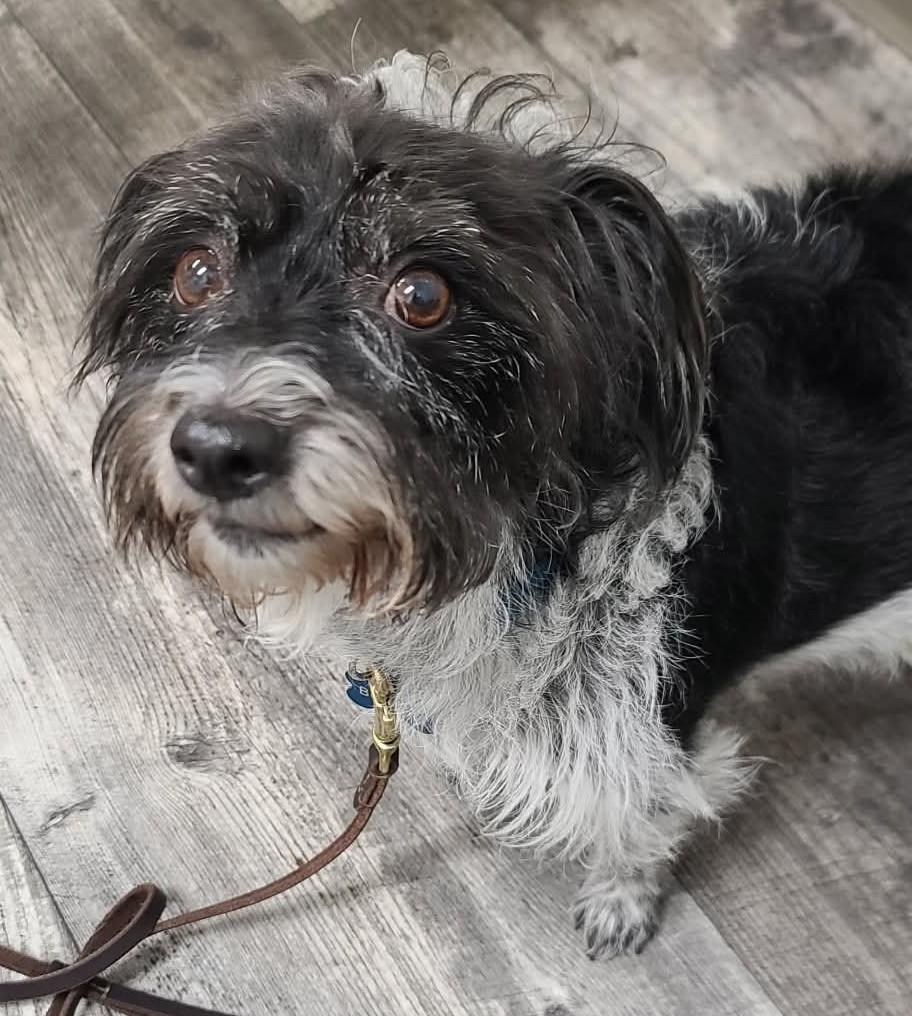 Dot Dot, a Adoptable mixed breed in Boise, ID image 3/6