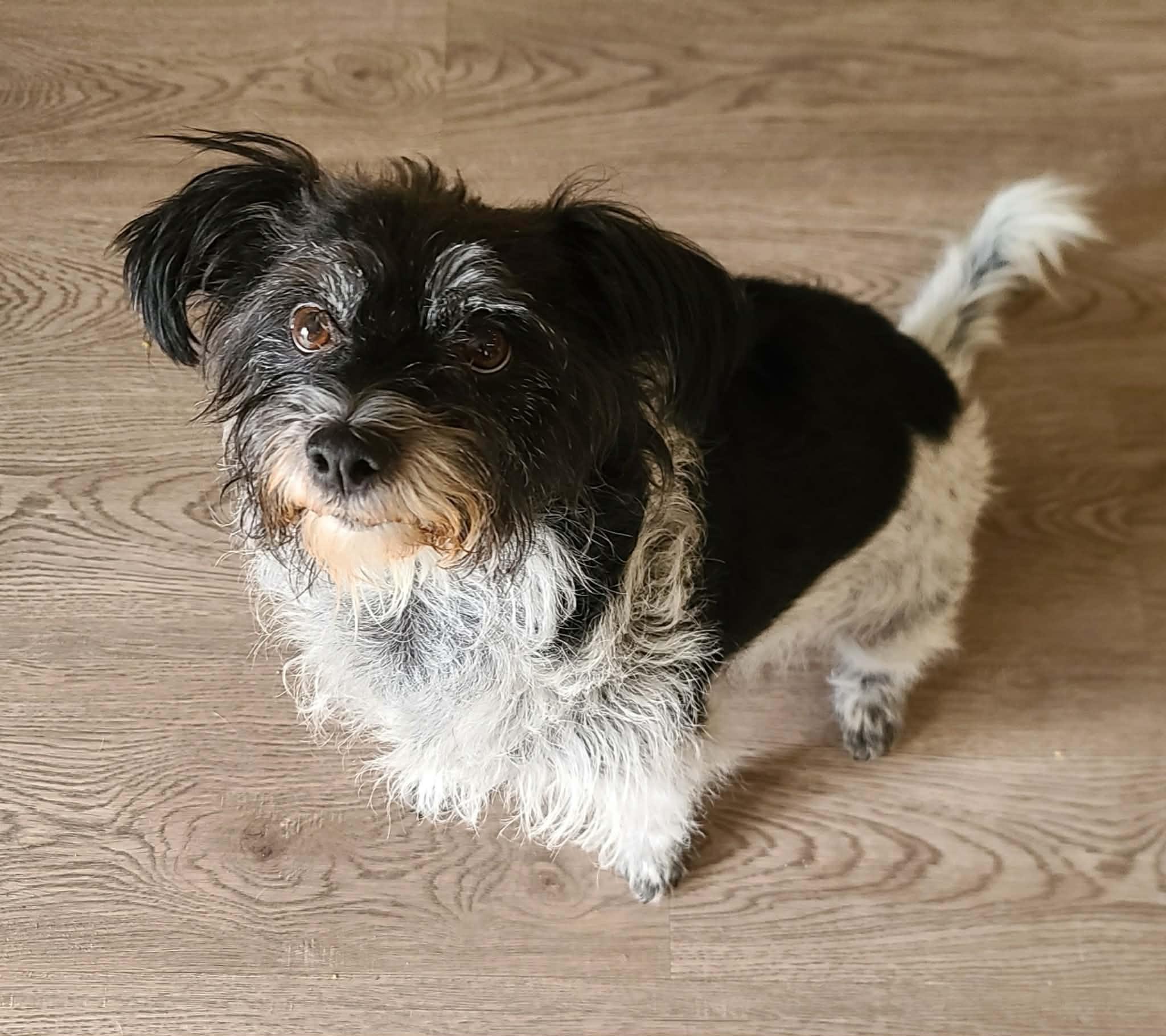 Dot Dot, Adoptable, Adult Female Shih Tzu & Terrier.