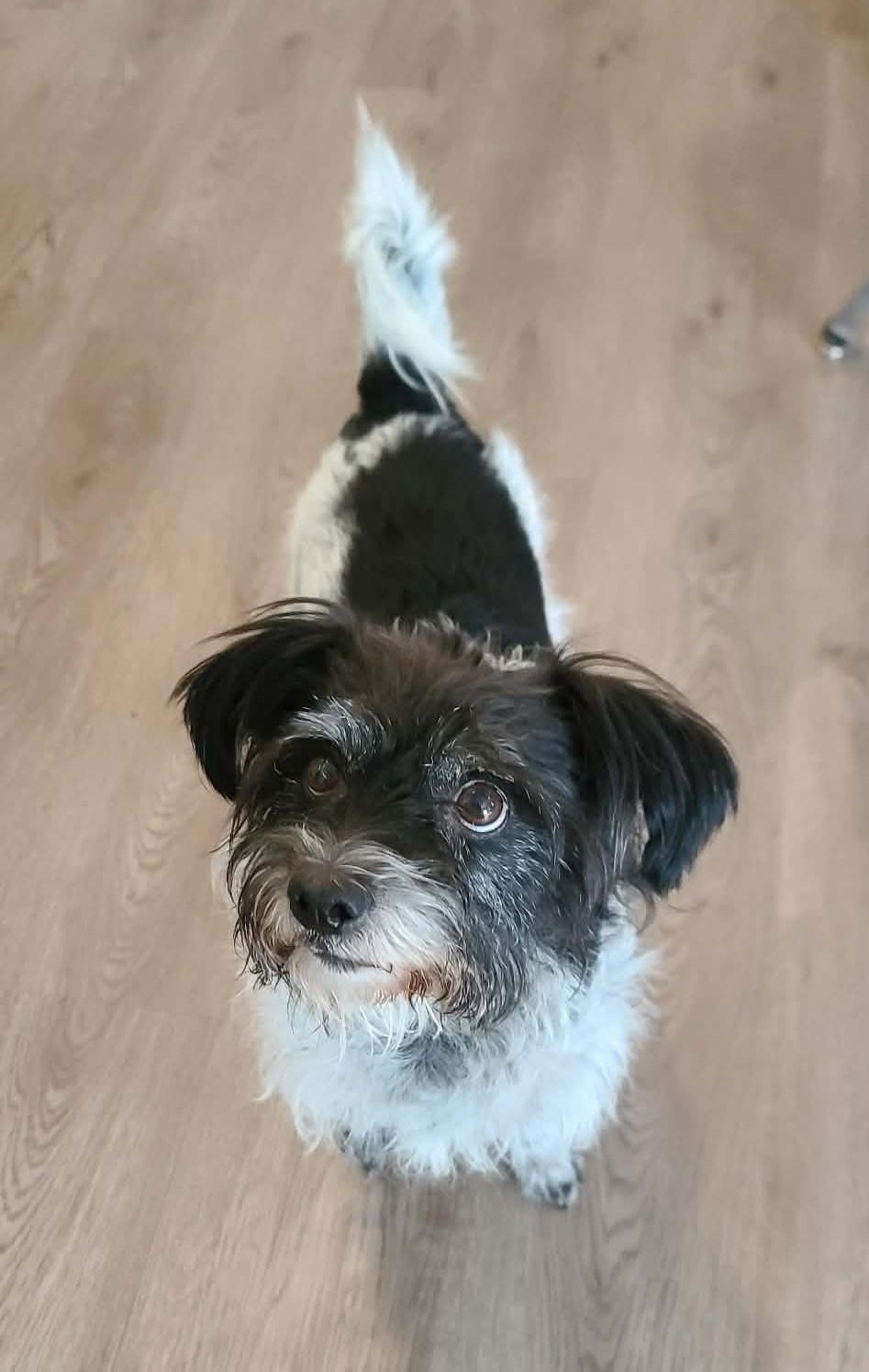 Dot Dot, a Adoptable mixed breed in Boise, ID image 5/6