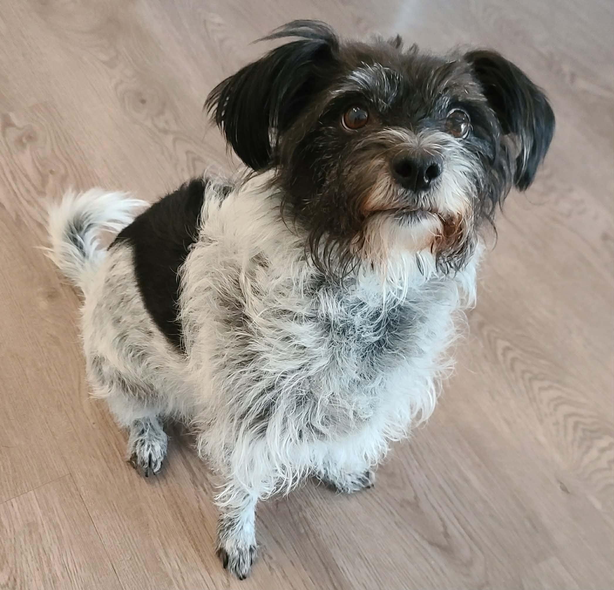 Dot Dot, a Adoptable mixed breed in Boise, ID image 6/6