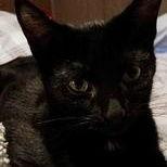 Zz Ty~ Courtesy, Adoptable, Kitten Male Abyssinian & Domestic Short Hair.