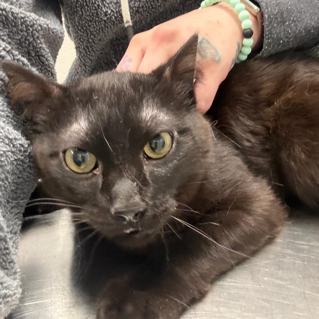 Scoots, Adoptable, Young Male Domestic Short Hair.