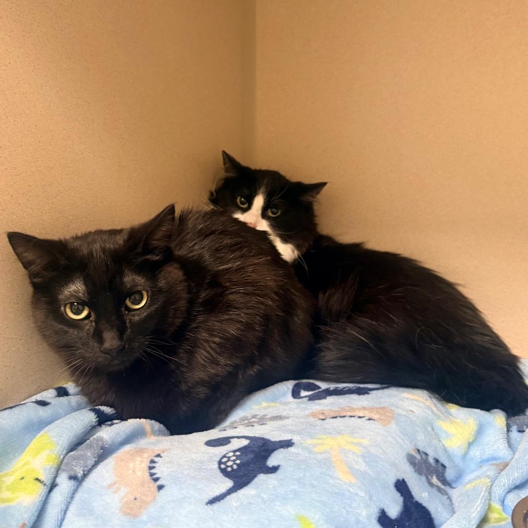 Enlarge Scoots, a Adoptable Domestic Short Hair in Great Falls, MT image 2/3