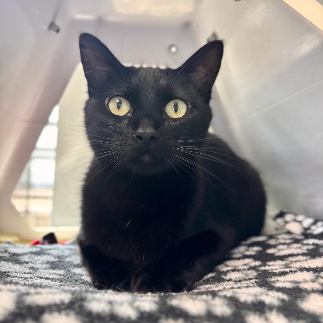 Scoots, Adoptable, Young Male Domestic Short Hair.