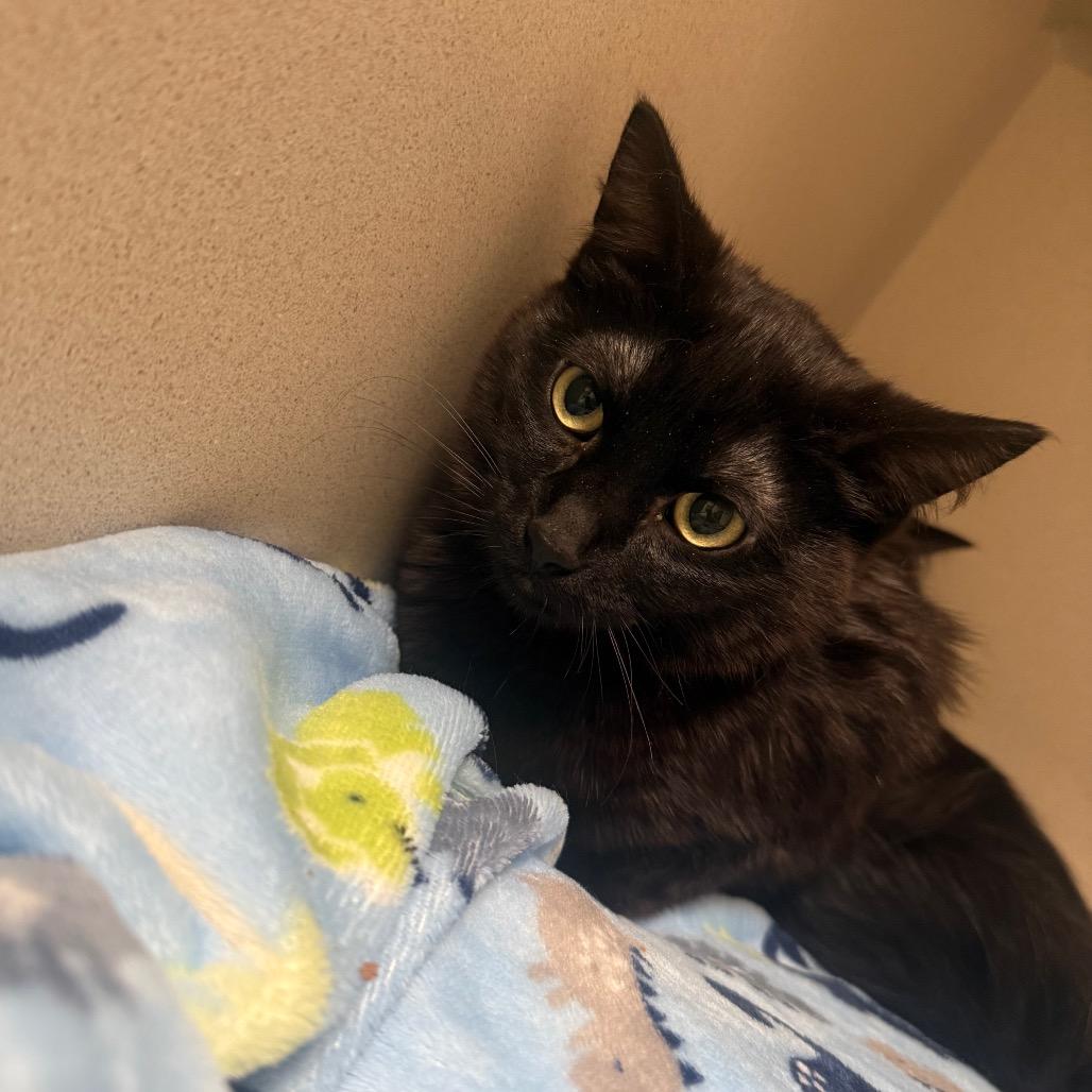 Enlarge Scoots, a Adoptable Domestic Short Hair in Great Falls, MT image 3/3