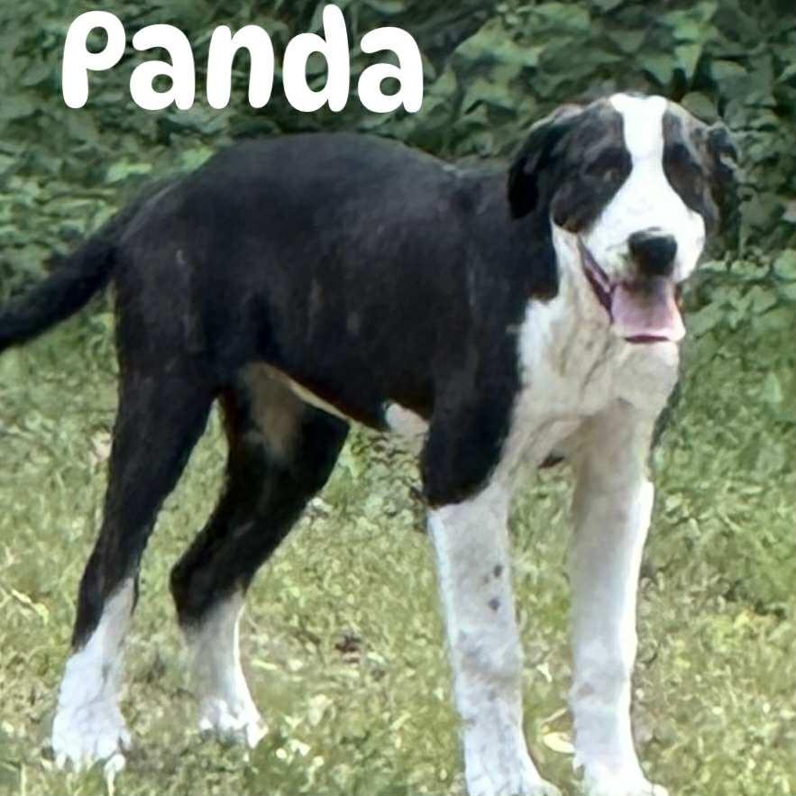 Photo of Young Female Great Dane 