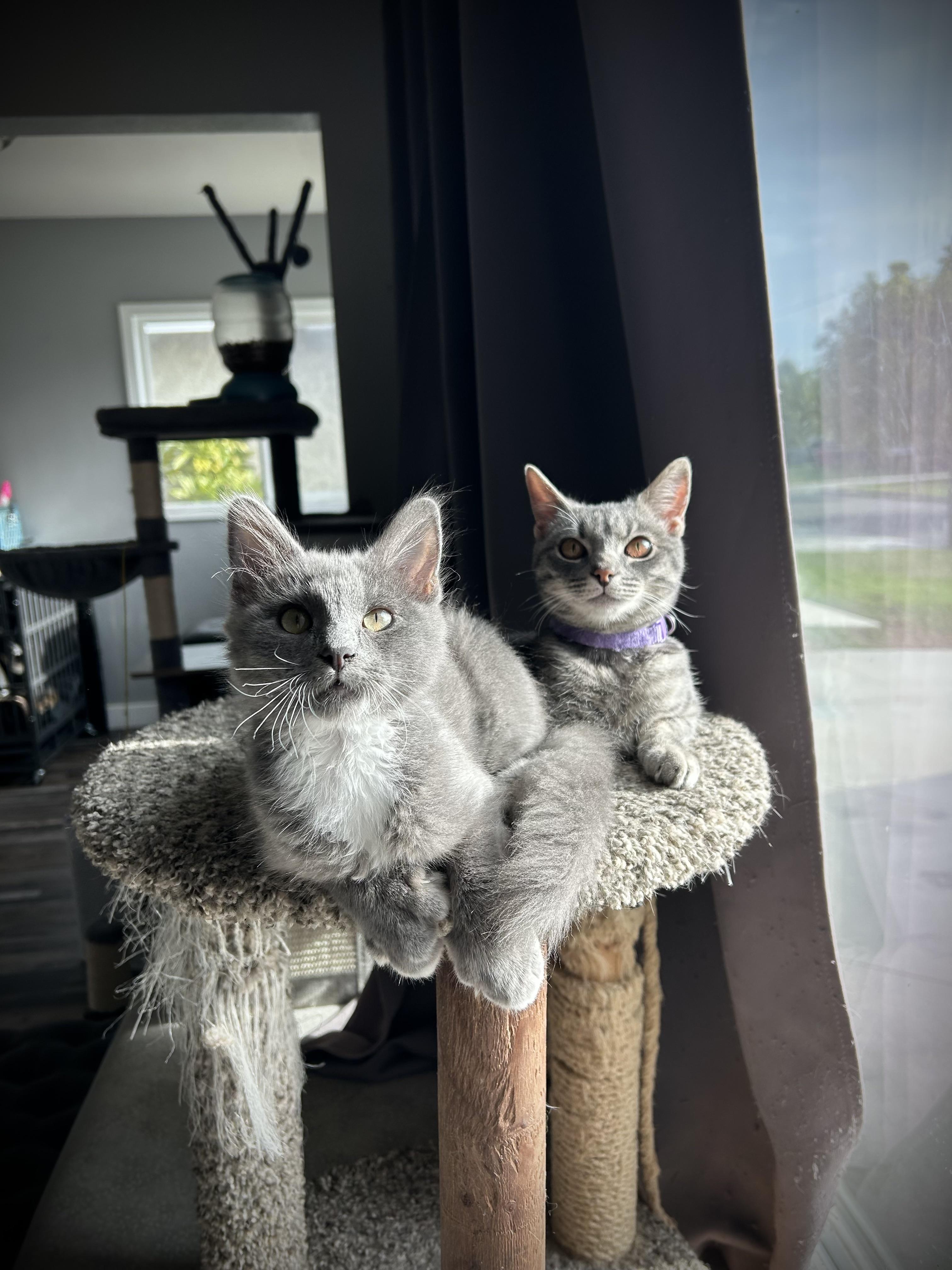 Periwinkle & Darla (Bonded Pair)