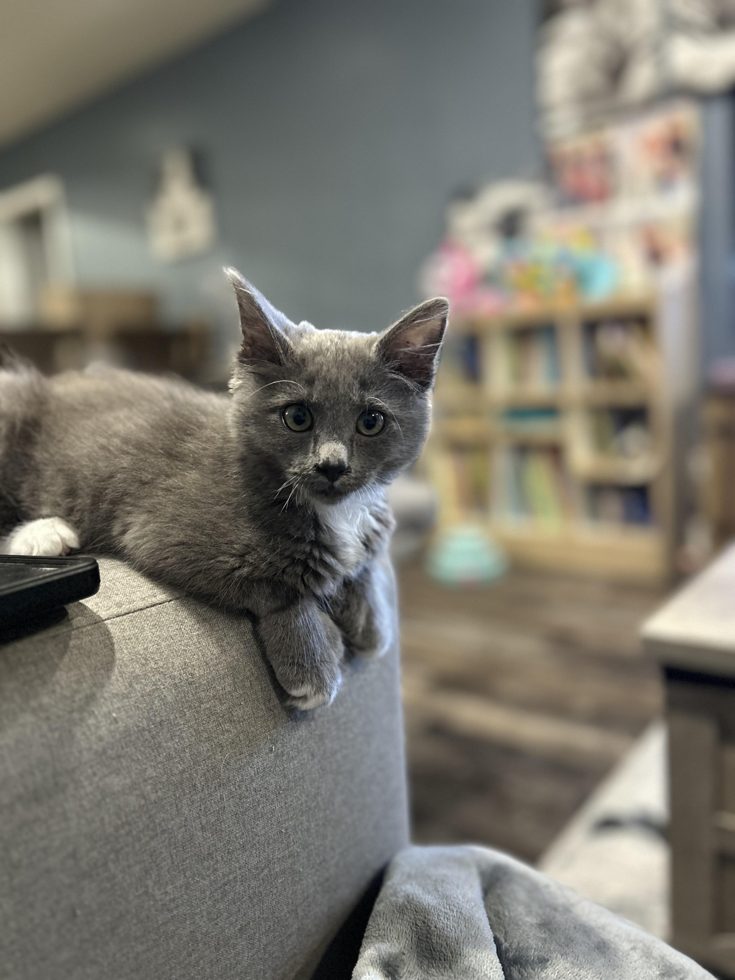 Periwinkle & Darla (Bonded Pair)