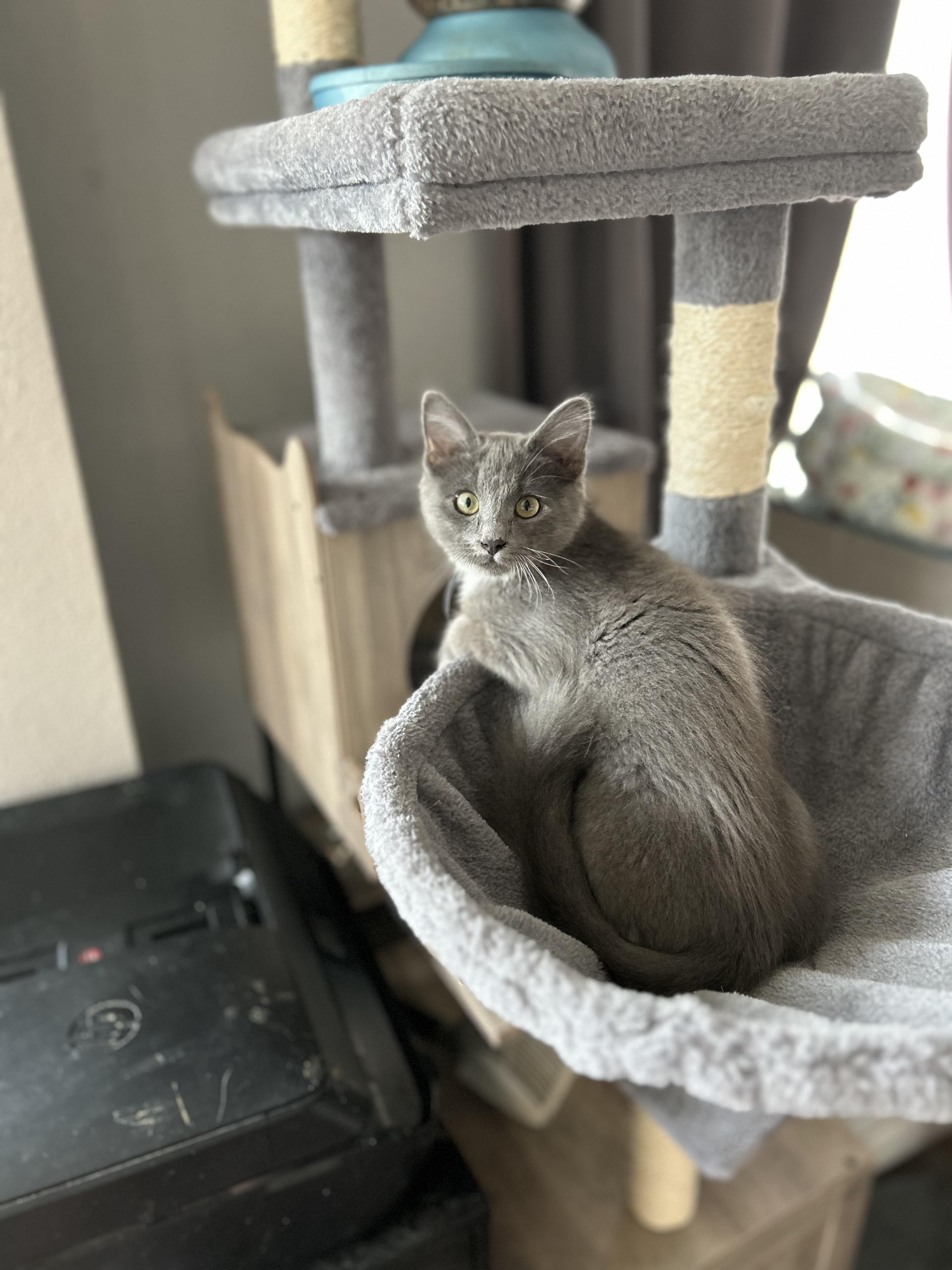 Periwinkle & Darla (Bonded Pair)
