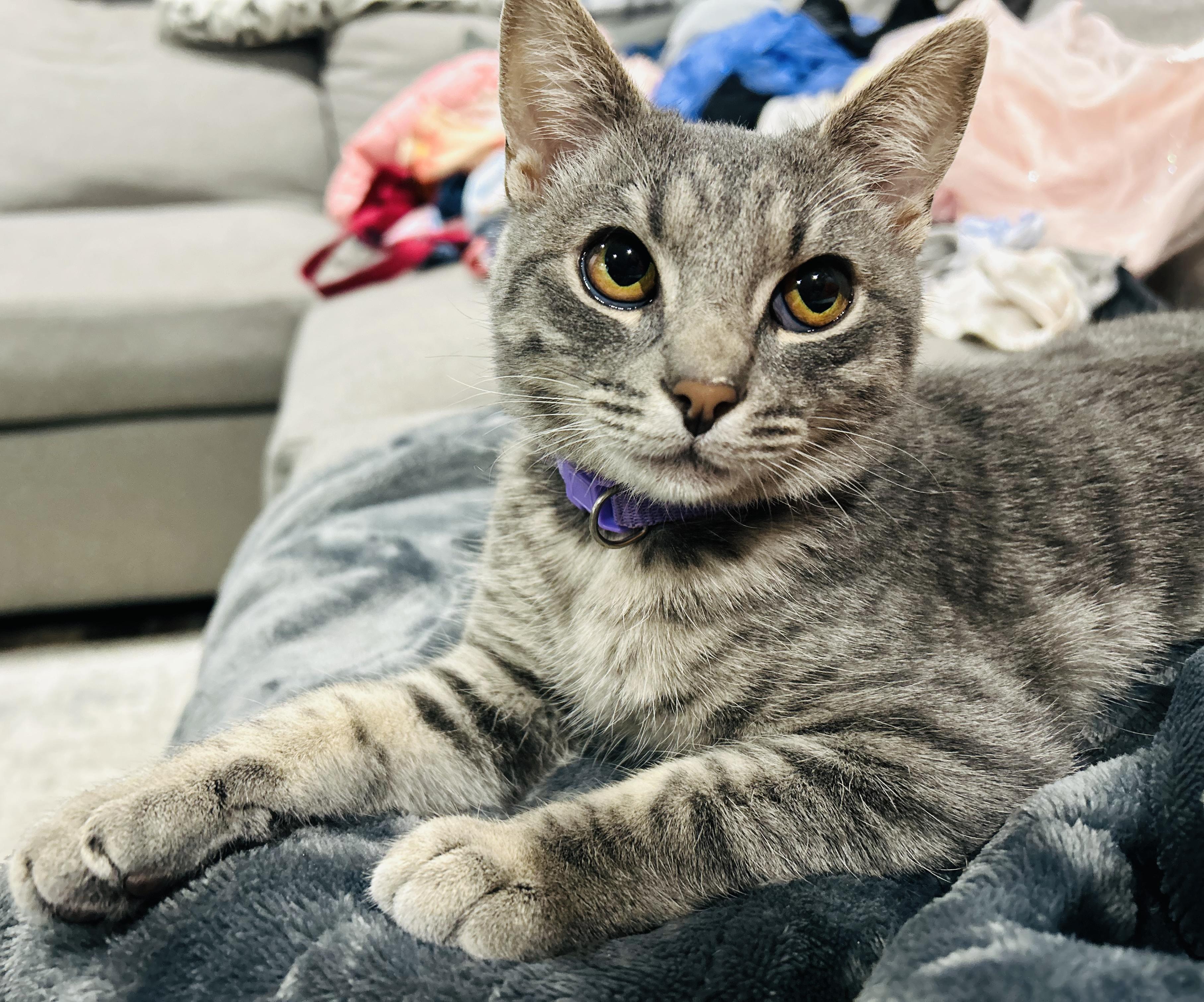 Periwinkle & Darla (Bonded Pair)
