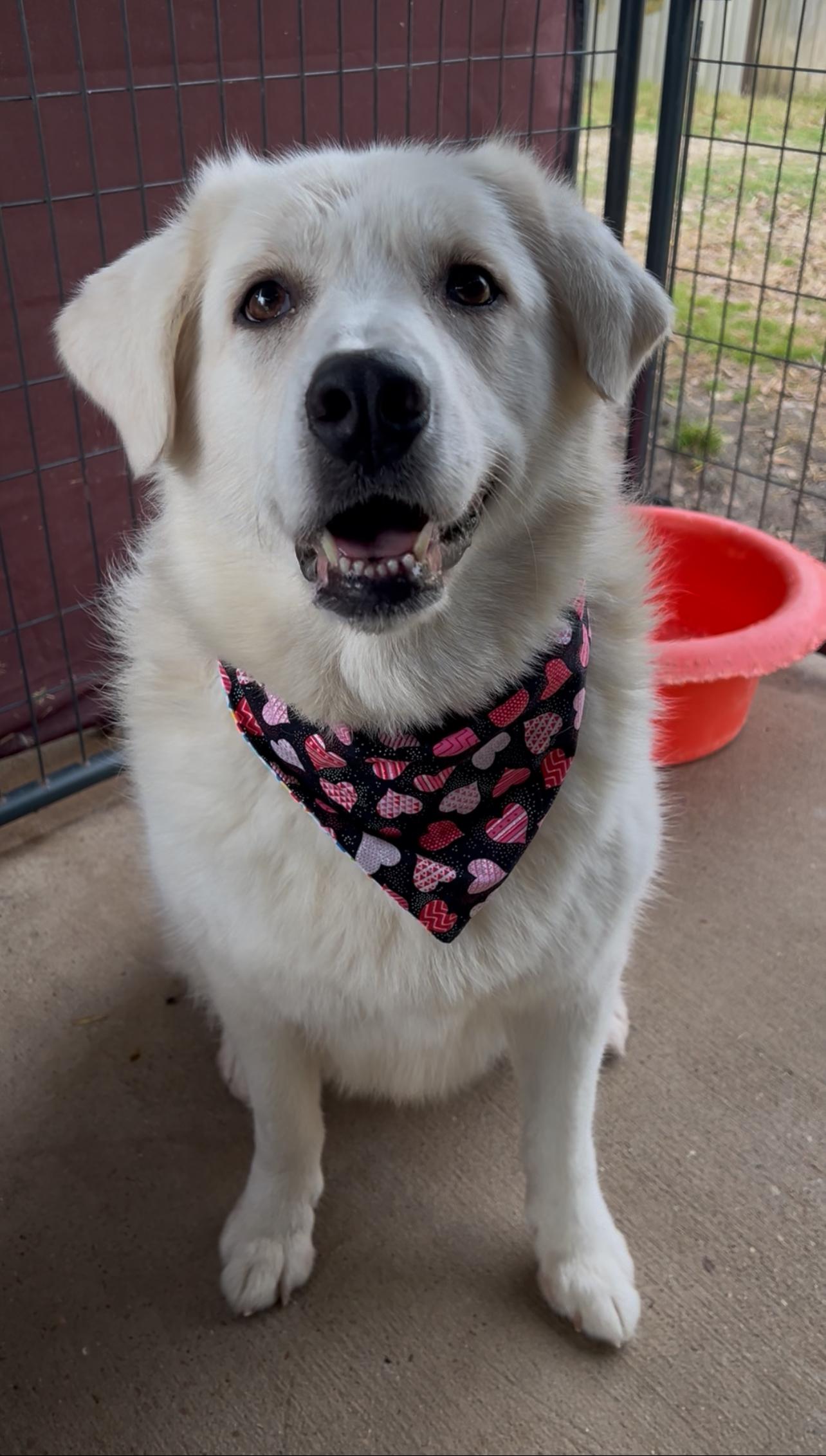 Enlarge Monica, a ADOPTABLE Great Pyrenees in Tyler, TX image 2/3