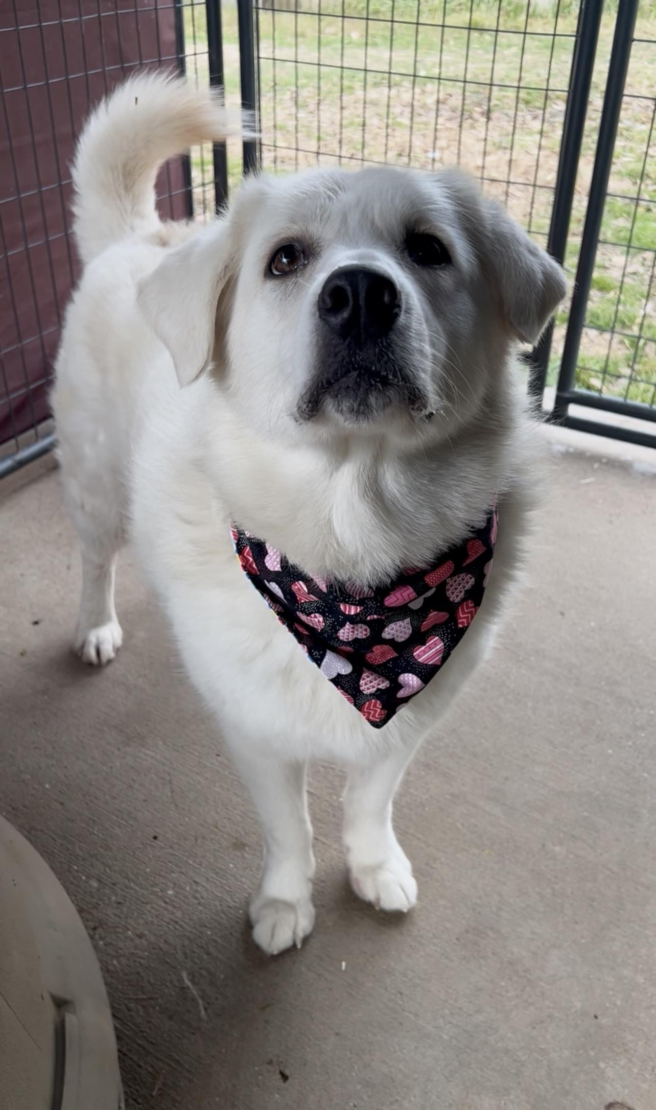 Monica, ADOPTABLE, Adult Female Great Pyrenees.