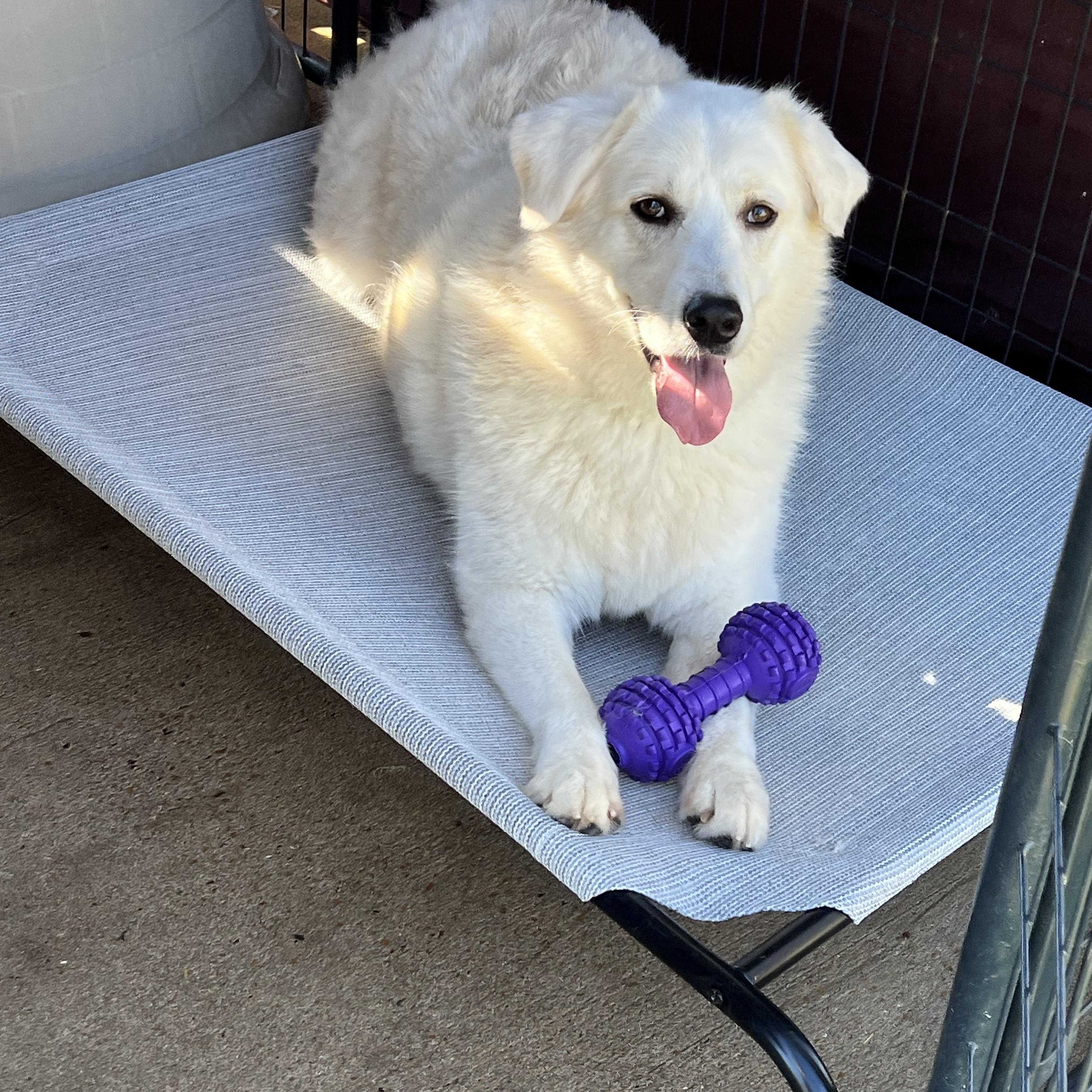Monica, Adoptable, Adult Female Great Pyrenees.