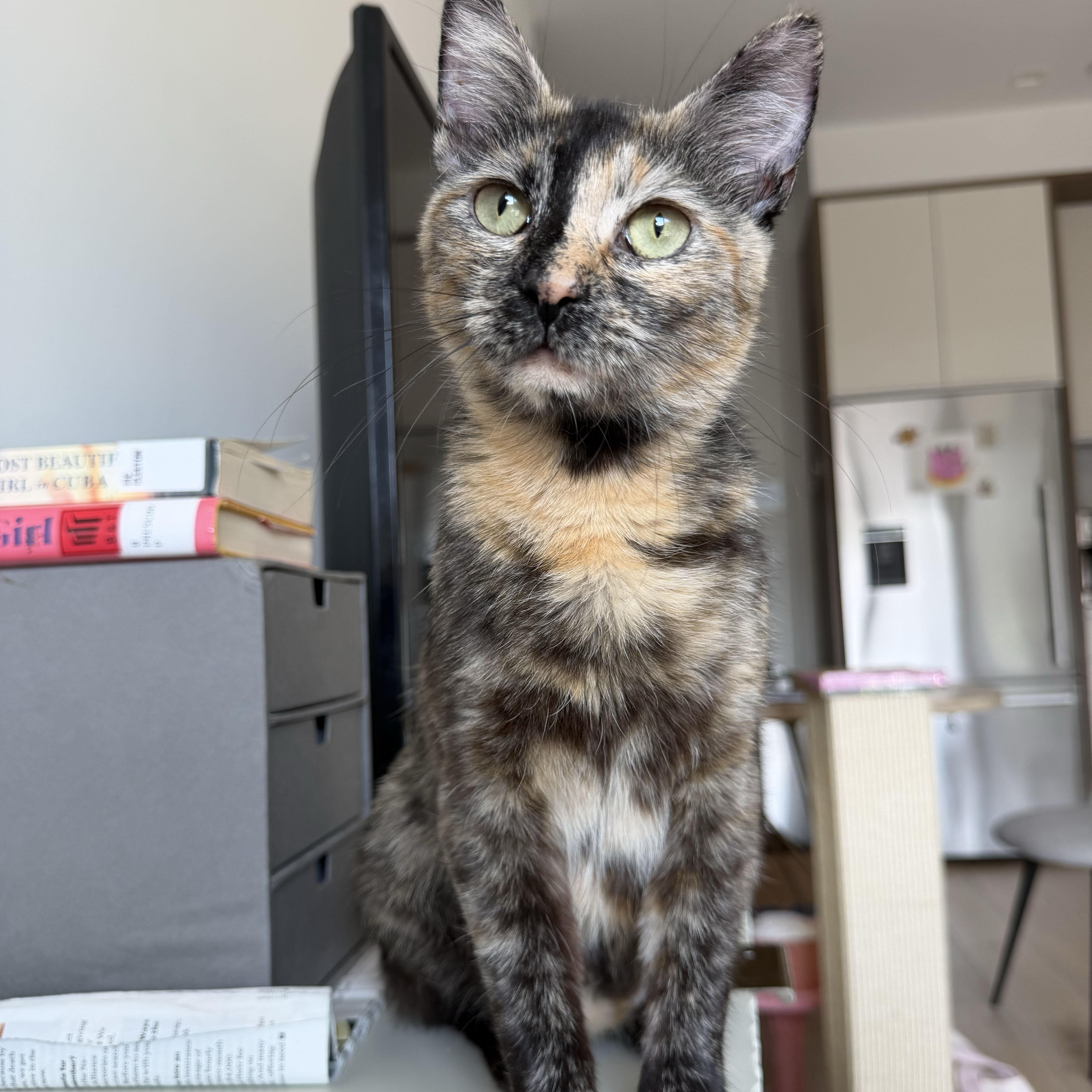 Enlarge Lambrusco, a ADOPTABLE Domestic Short Hair in BROOKLYN, NY image 6/6
