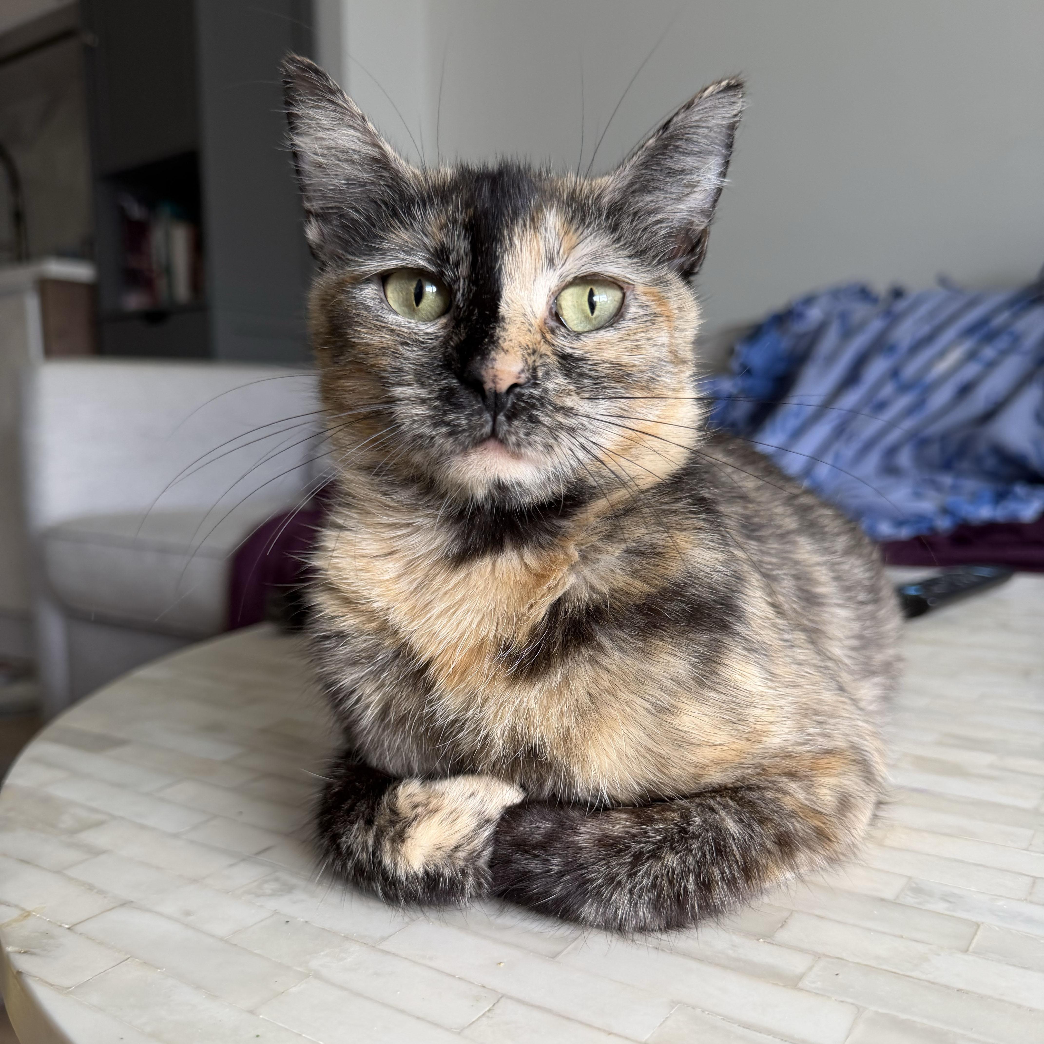 Lambrusco, ADOPTABLE, Young Female Domestic Short Hair.