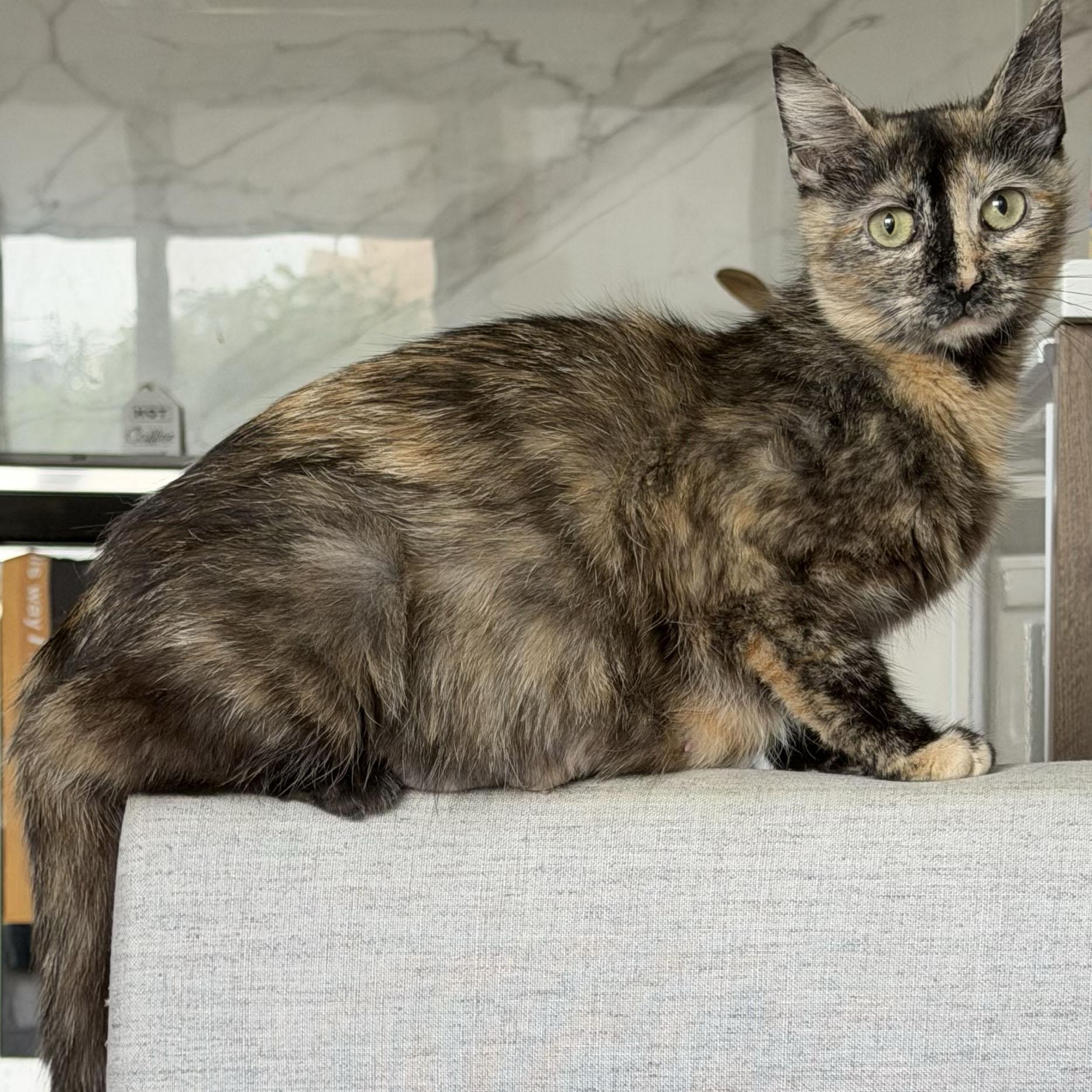 Lambrusco, ADOPTABLE, Young Female Domestic Short Hair.